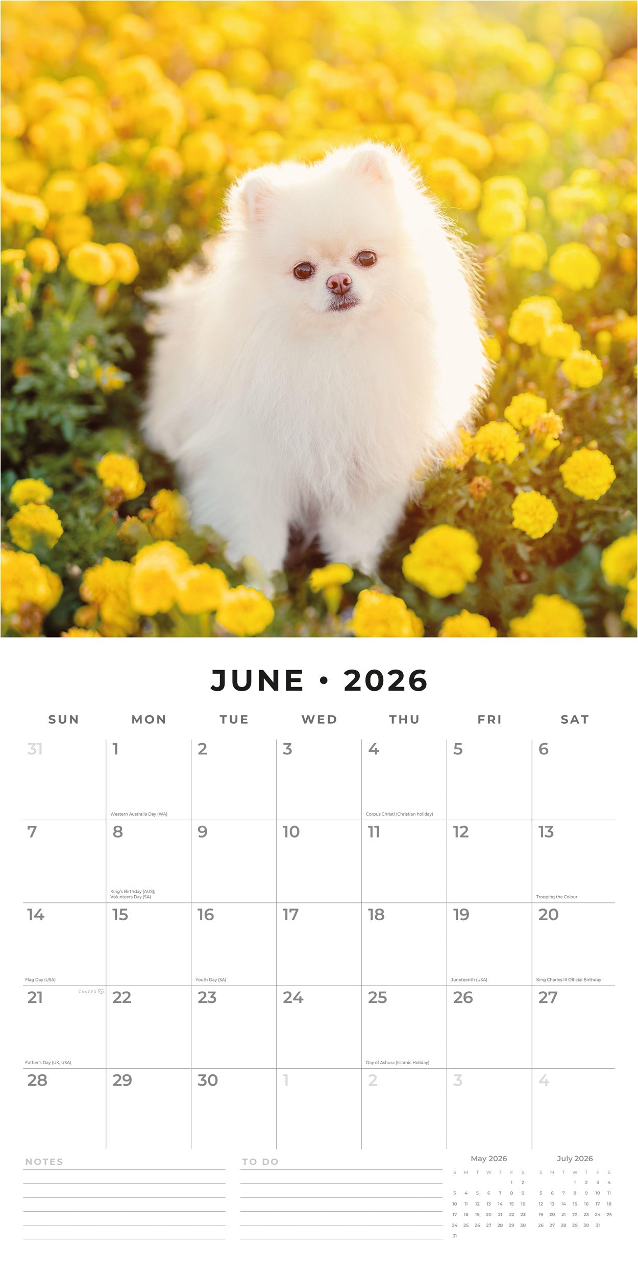 2026 Pomeranians - Square Wall Calendar