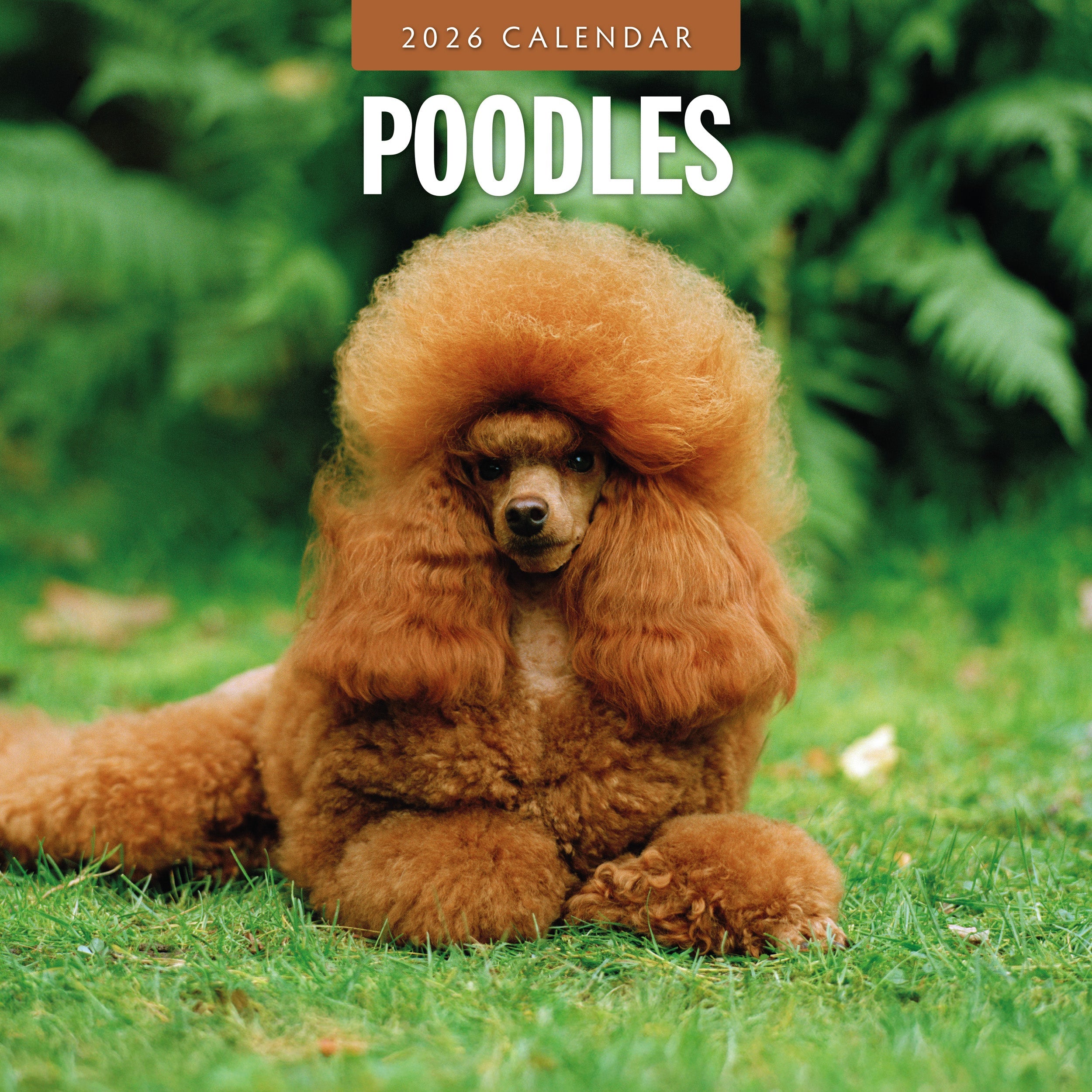 2026 Poodles - Square Wall Calendar