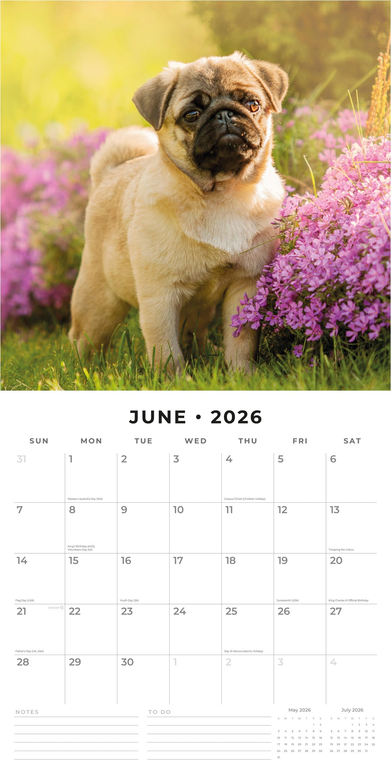 2026 Pugs - Square Wall Calendar