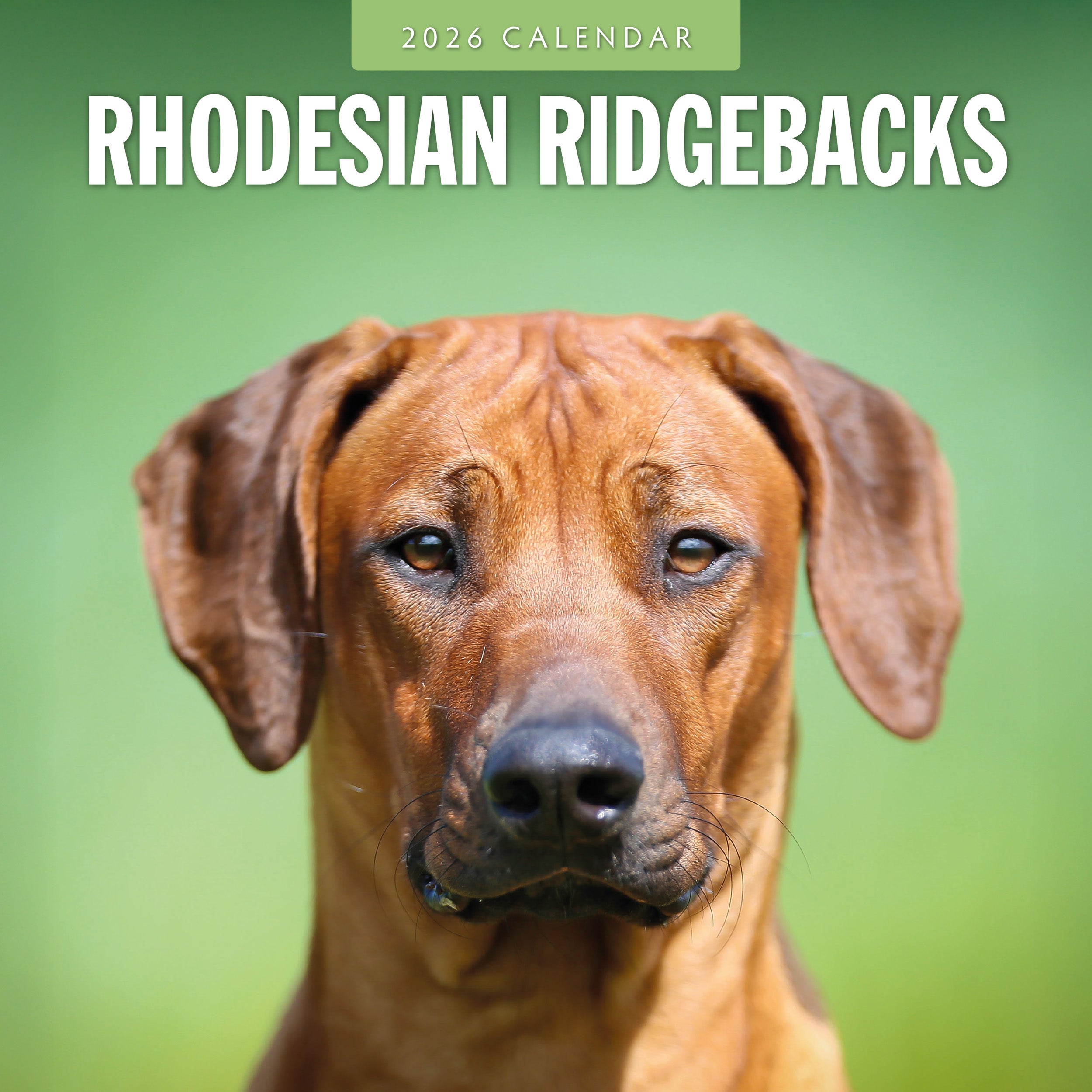 2026 Rhodesian Ridgebacks - Square Wall Calendar