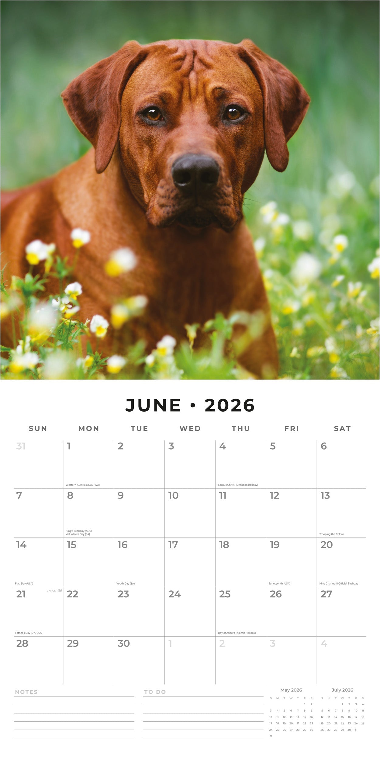2026 Rhodesian Ridgebacks - Square Wall Calendar