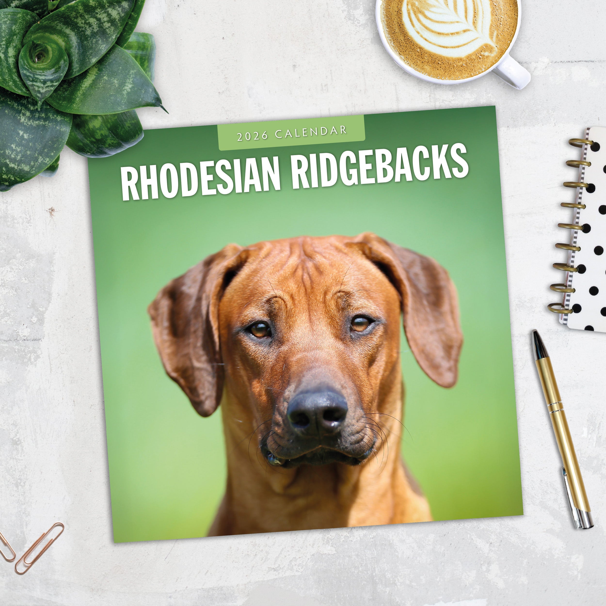 2026 Rhodesian Ridgebacks - Square Wall Calendar