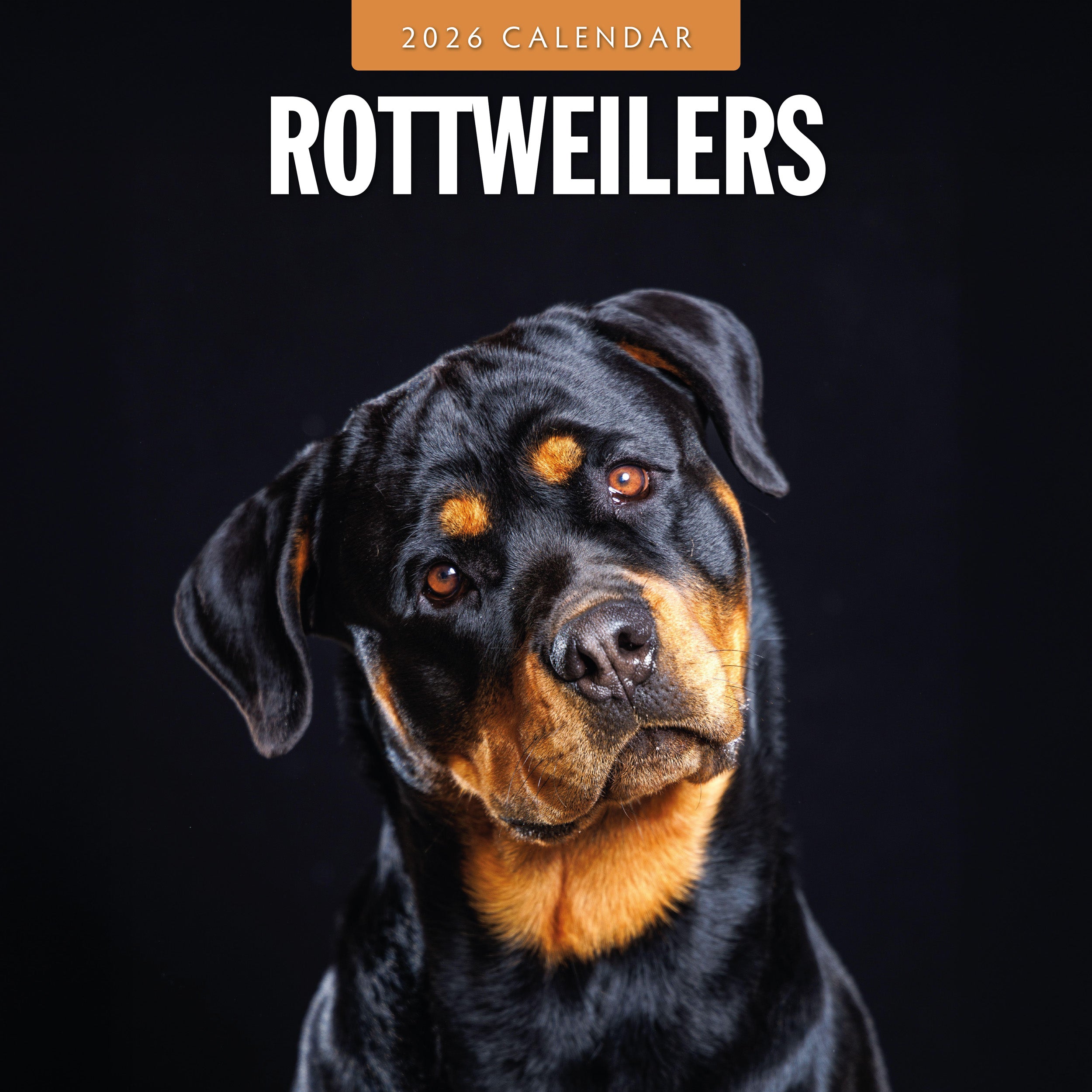 2026 Rottweilers - Square Wall Calendar