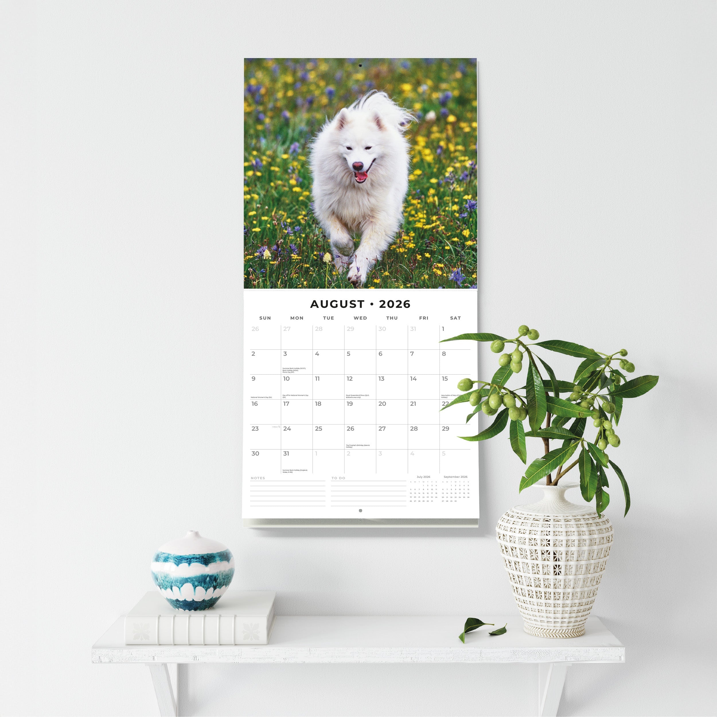 2026 Samoyeds - Square Wall Calendar