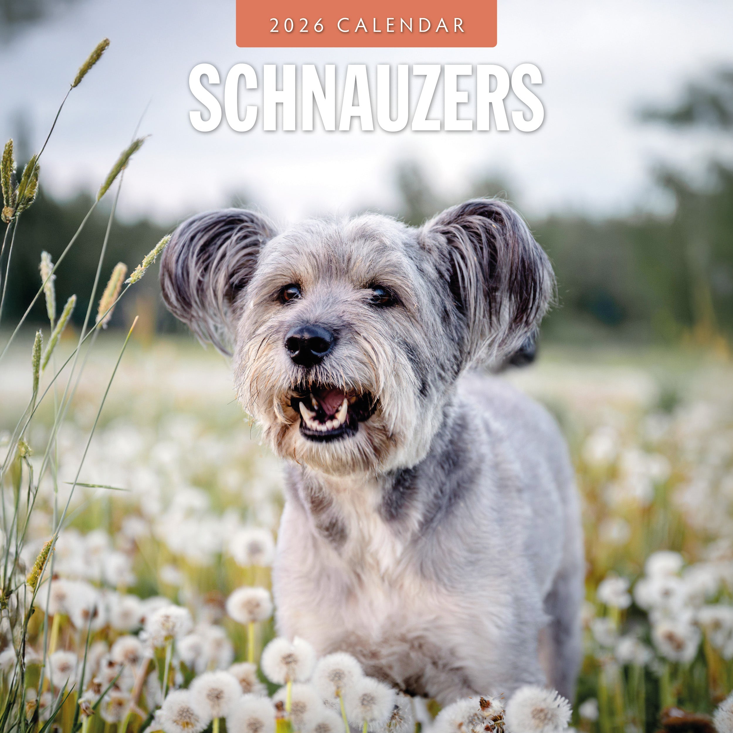 2026 Schnauzer - Square Wall Calendar