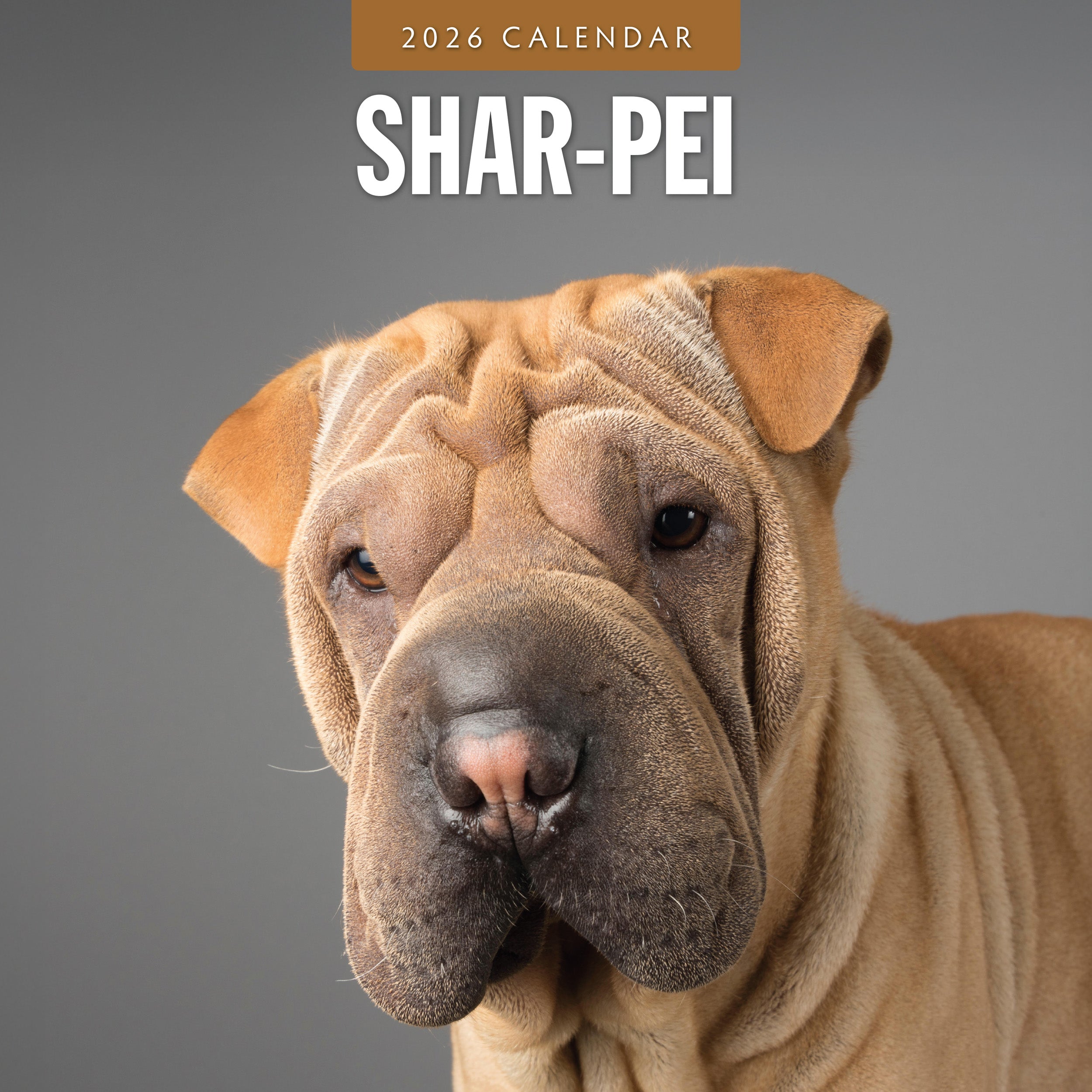 2026 Shar-Pei - Square Wall Calendar