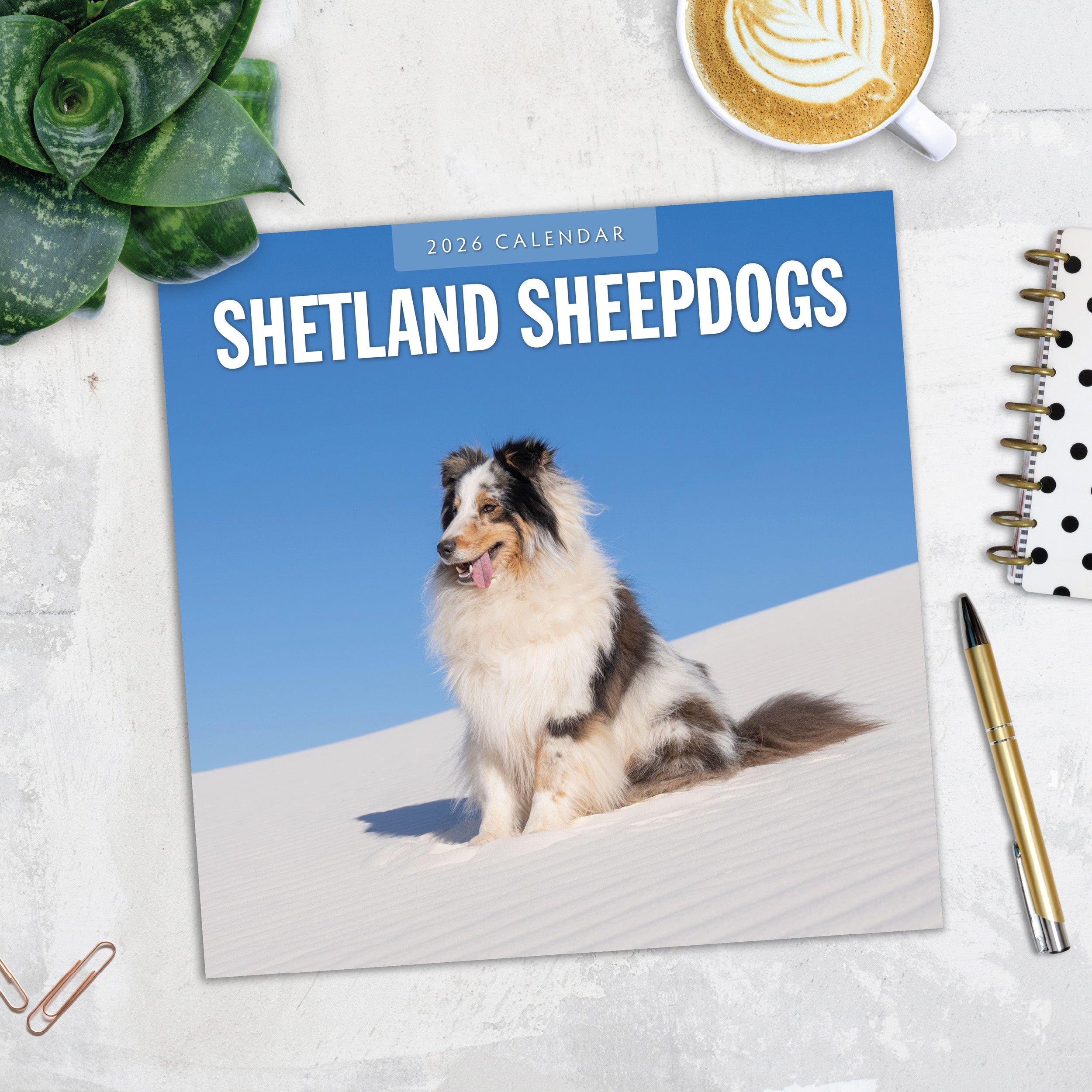 2026 Shetland Sheepdogs - Square Wall Calendar