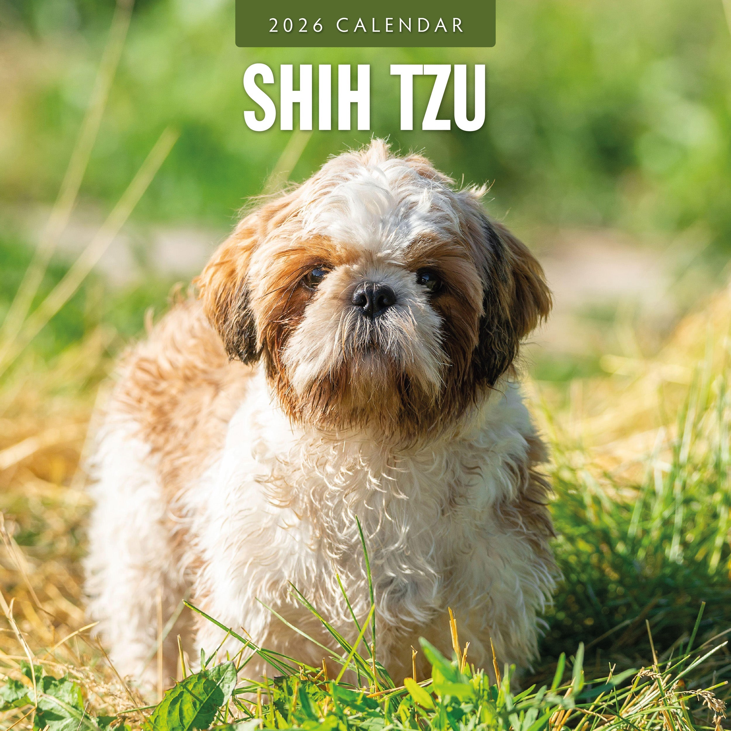 2026 Shih Tzu - Square Wall Calendar