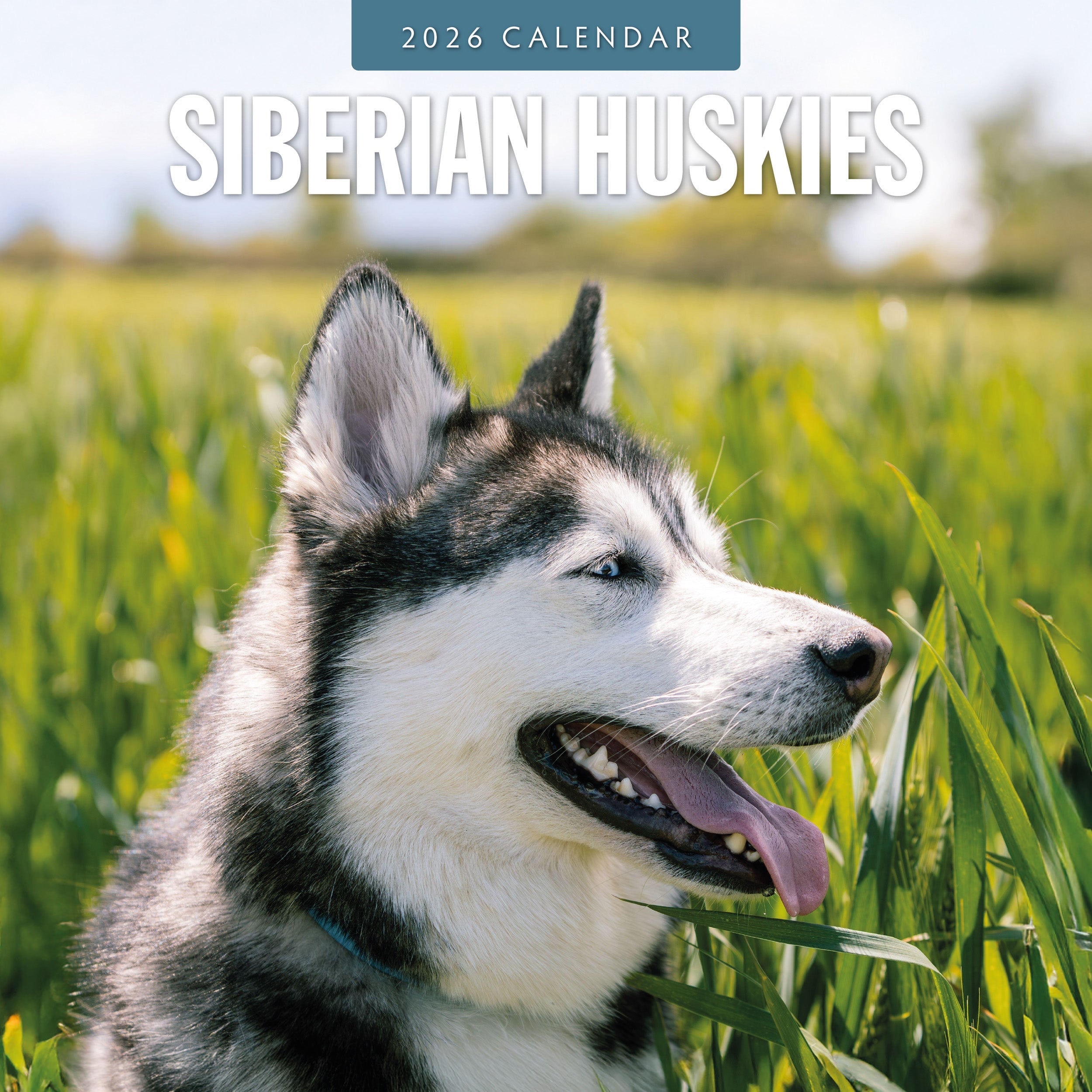 2026 Siberian Huskies - Square Wall Calendar