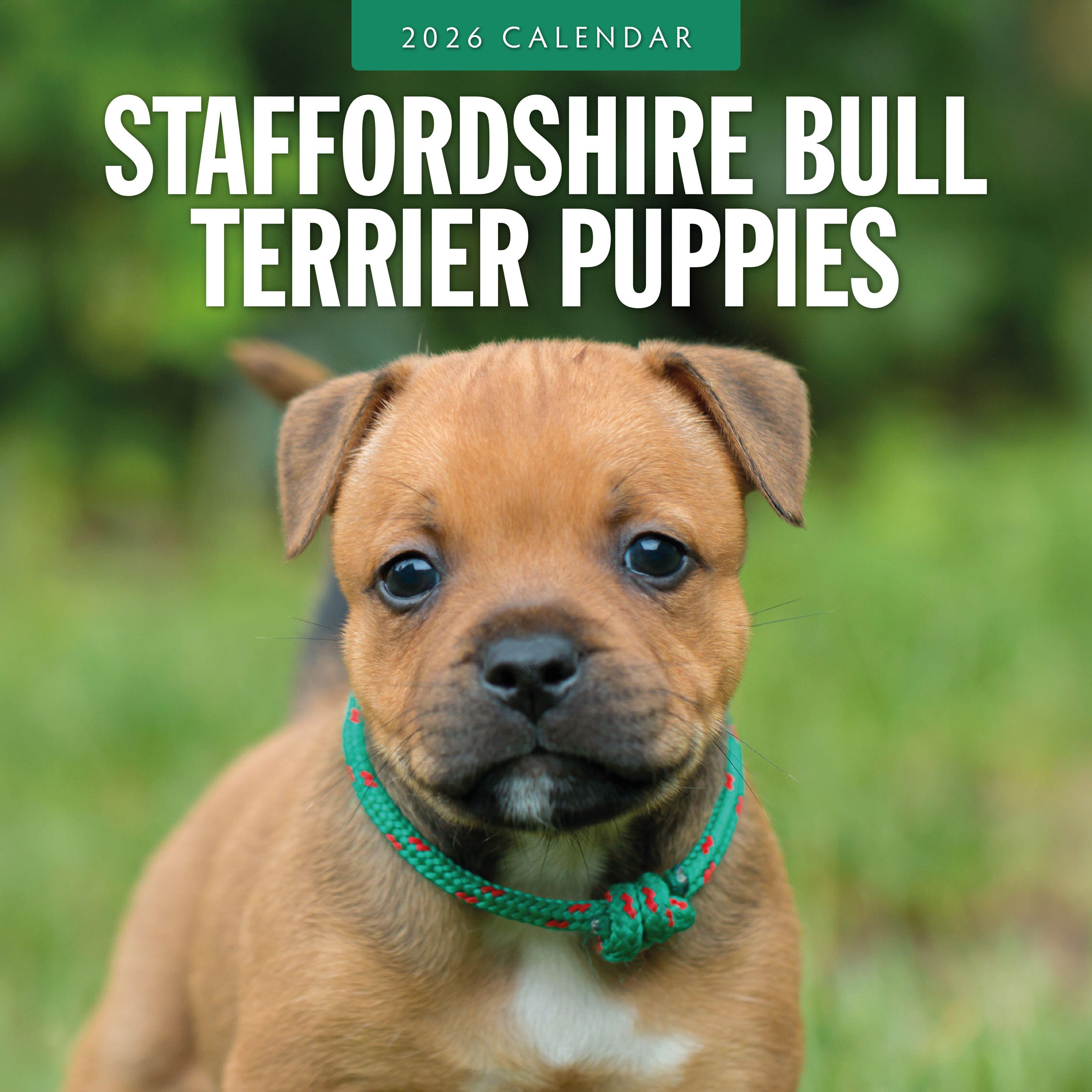 2026 Staffordshire Bull Terrier Puppies - Square Wall Calendar