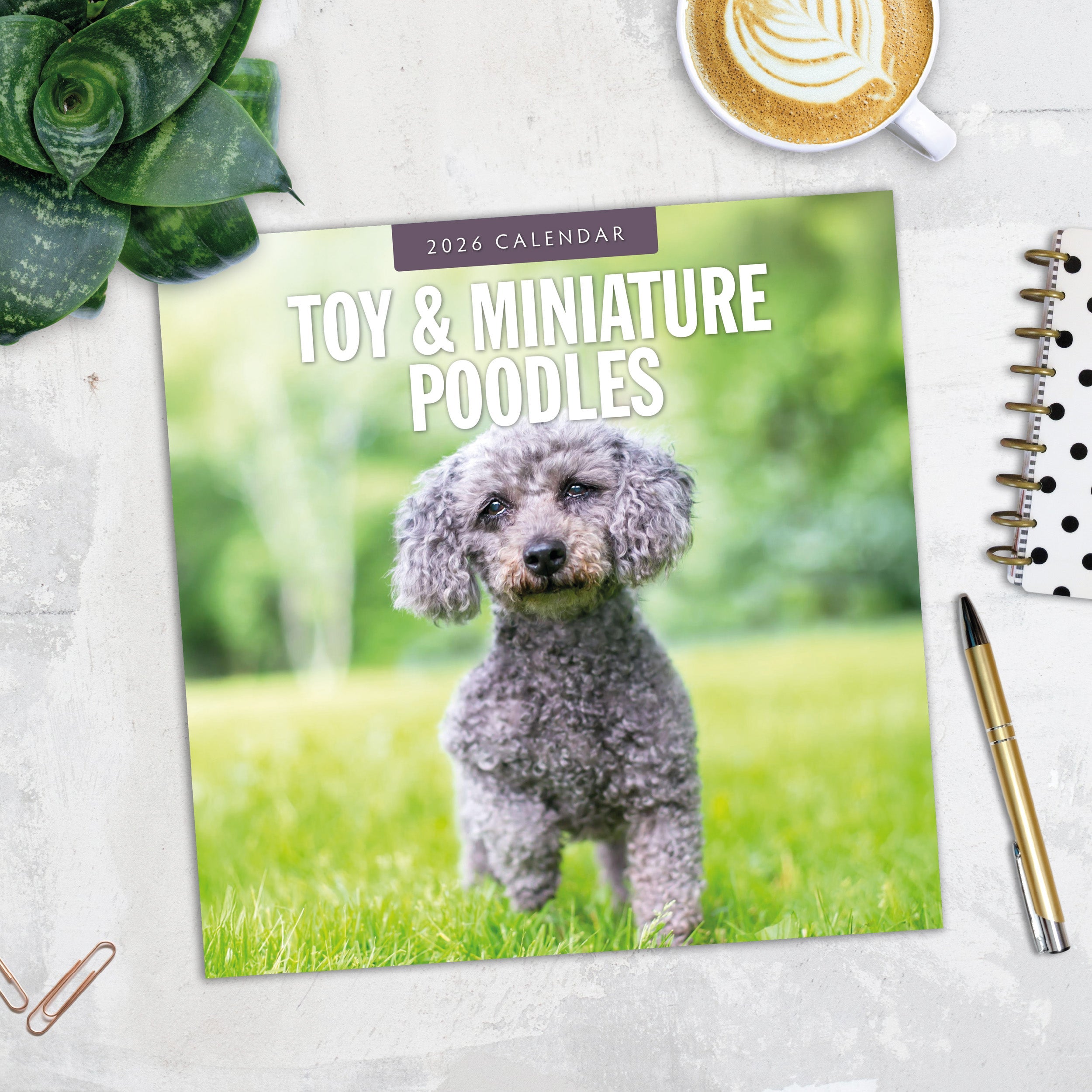 2026 Toy and Miniature Poodles - Square Wall Calendar