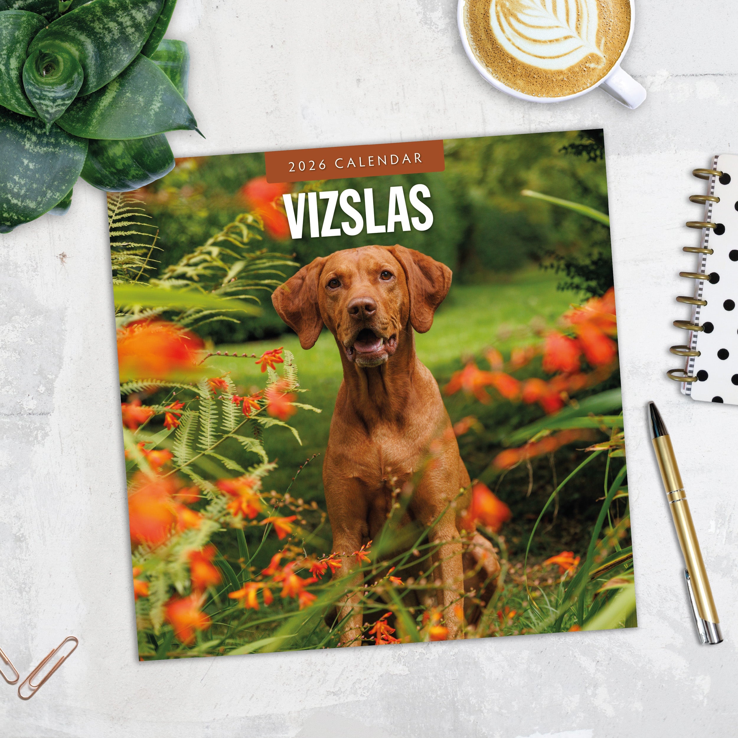 2026 Vizslas - Square Wall Calendar