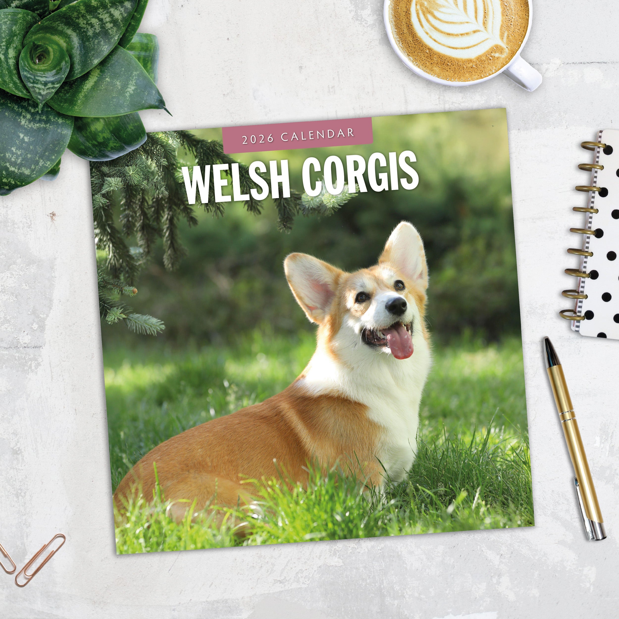 2026 Welsh Corgis - Square Wall Calendar