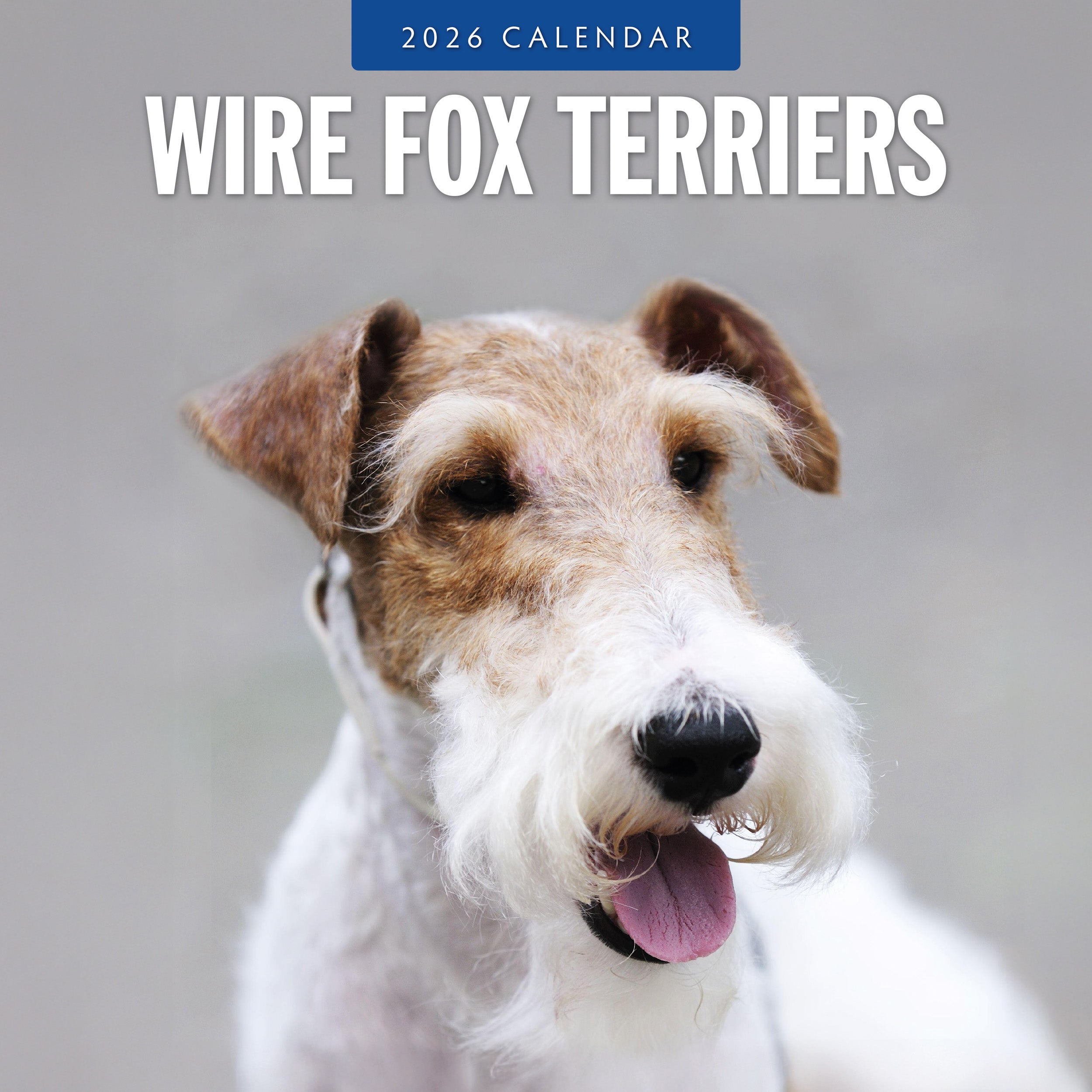 2026 Wire Fox Terriers - Square Wall Calendar