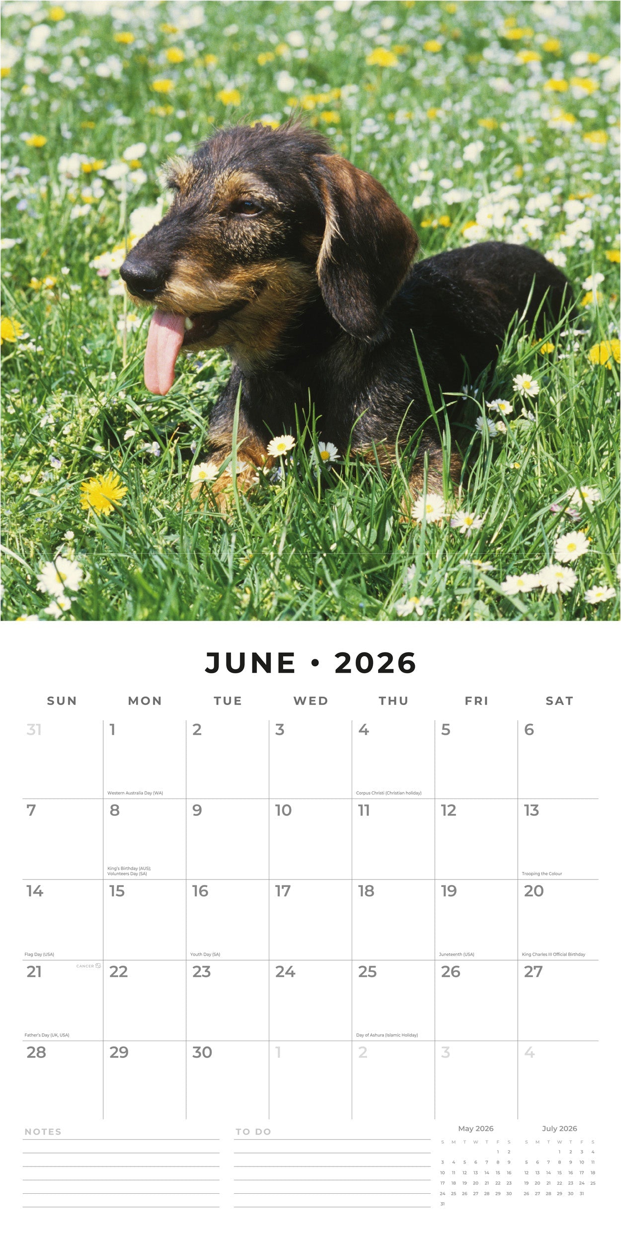 2026 Wire-haired Dachshunds - Square Wall Calendar