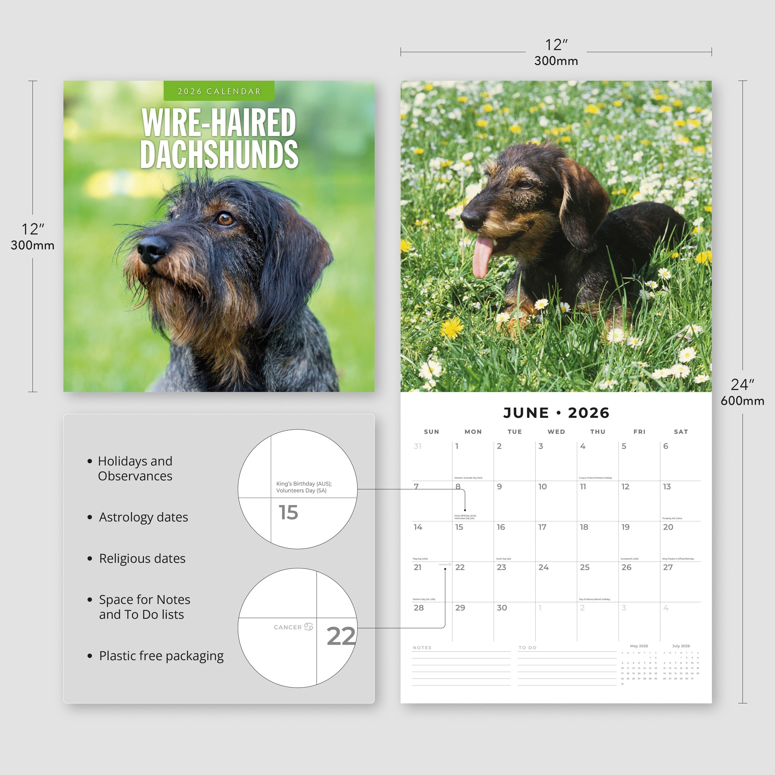 2026 Wire-haired Dachshunds - Square Wall Calendar