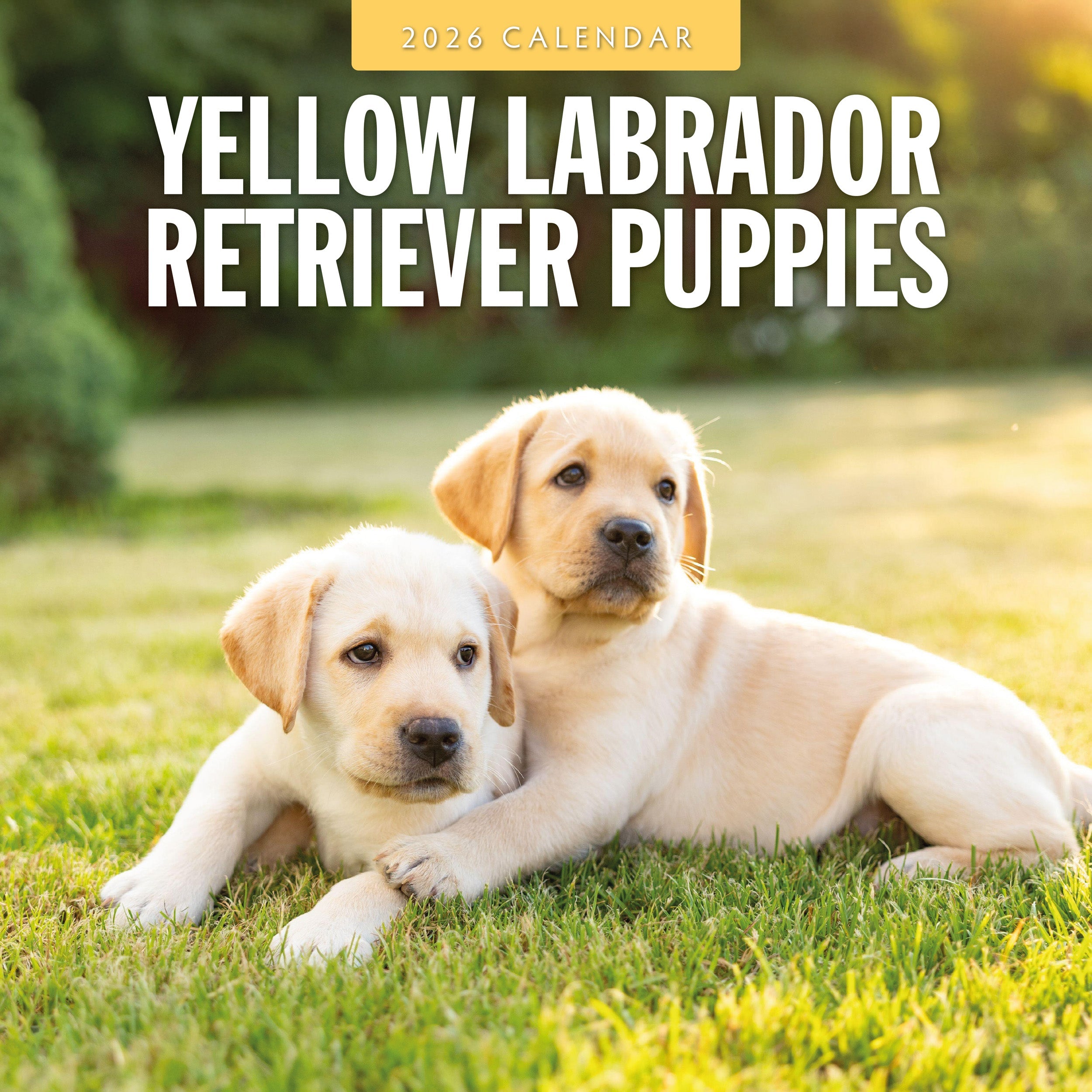 2026 Yellow Labrador Retriever Puppies - Square Wall Calendar