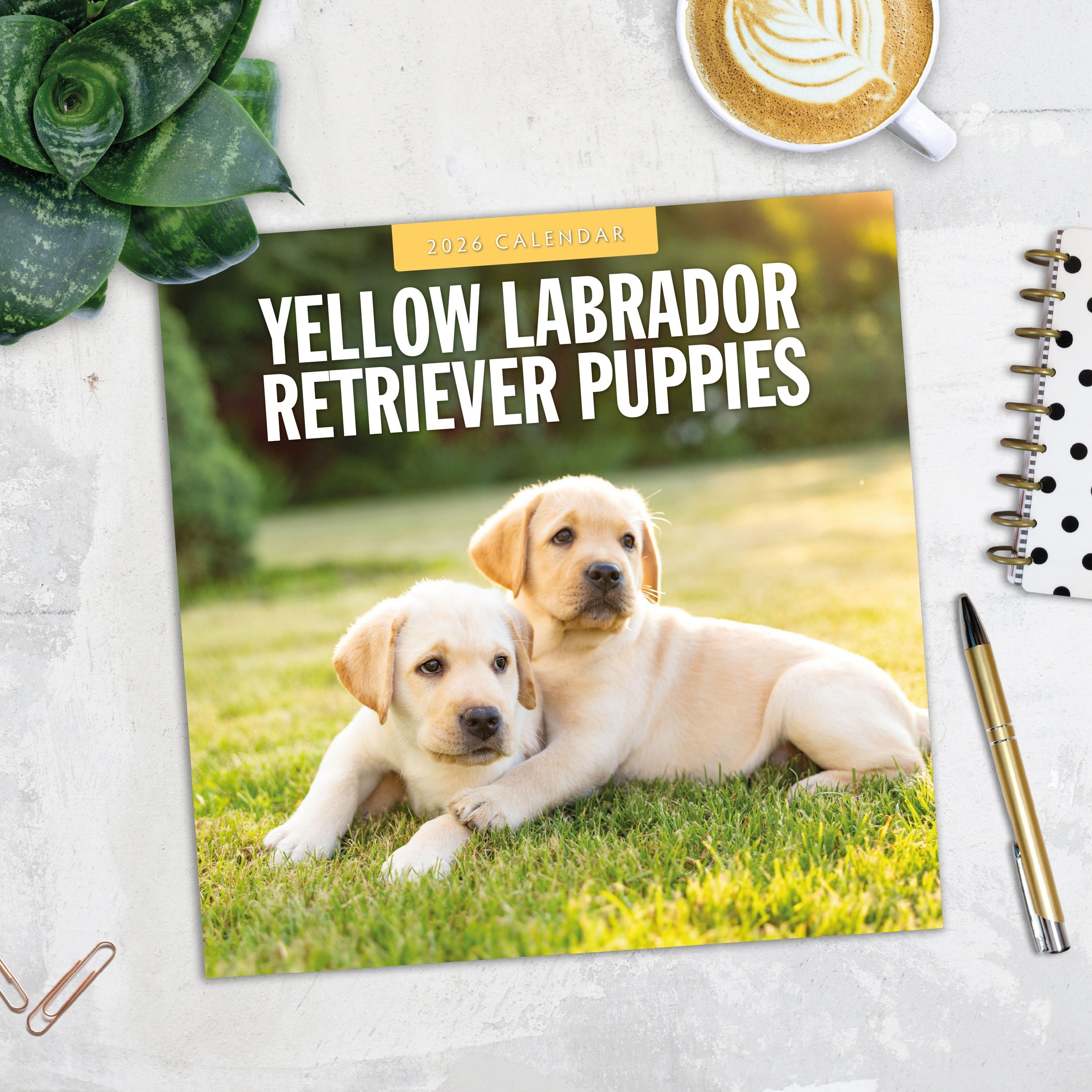 2026 Yellow Labrador Retriever Puppies - Square Wall Calendar