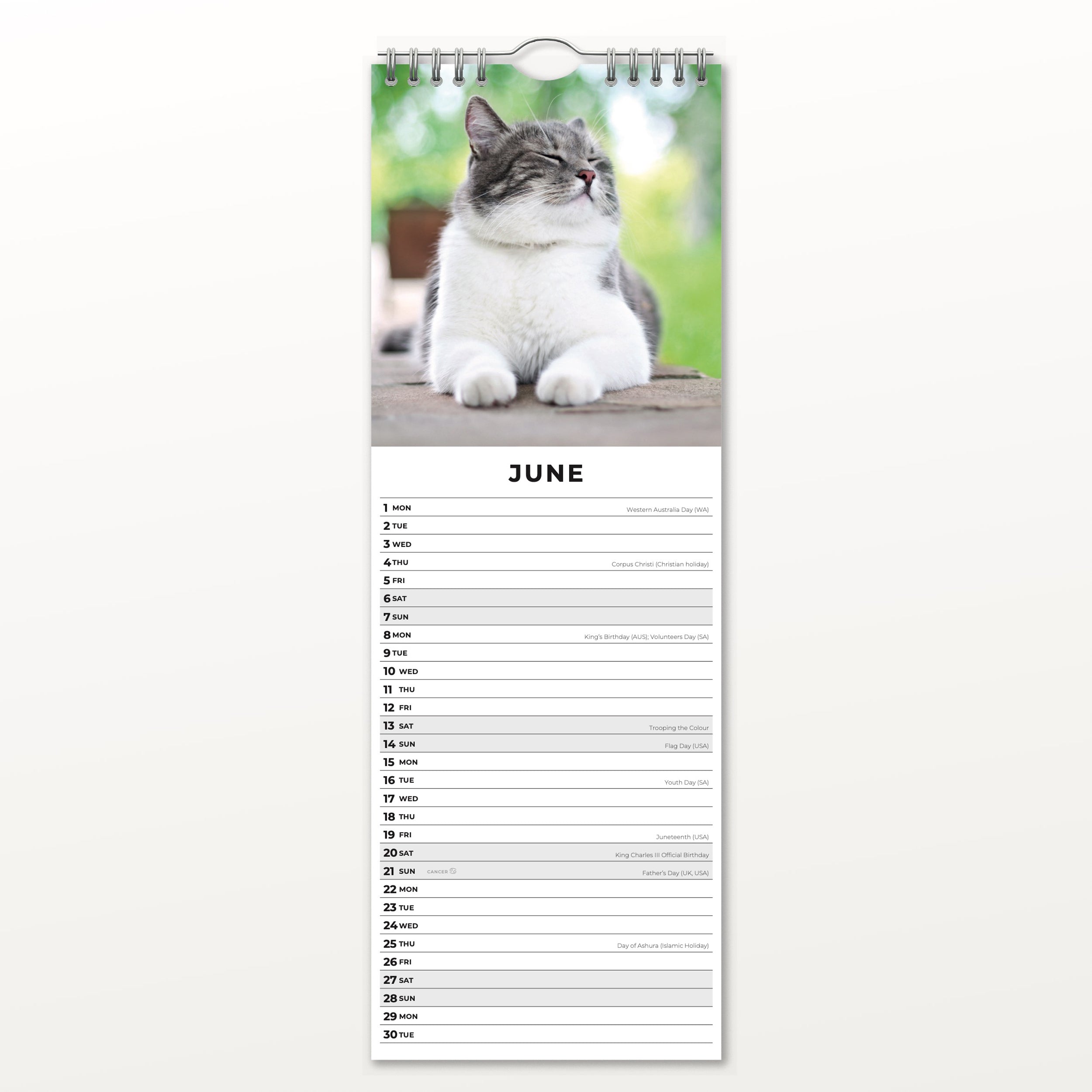 2026 Adorable Cats - Slim Wall Calendar