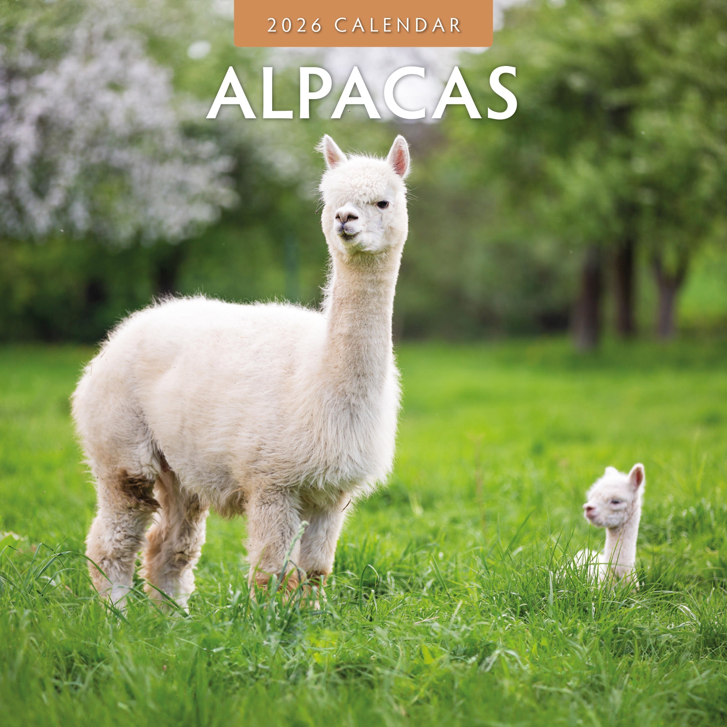 2026 Alpacas - Square Wall Calendar