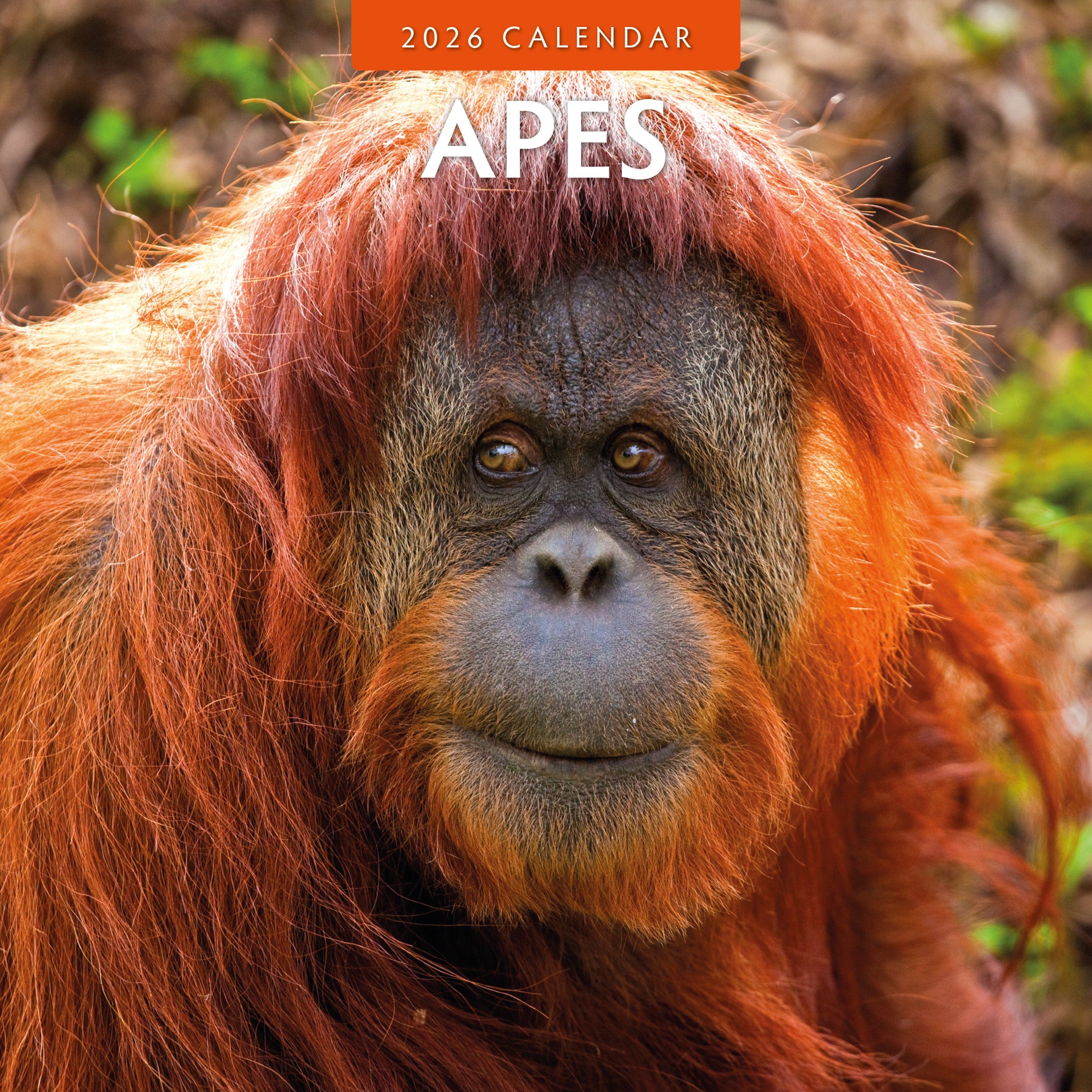 2026 Apes - Square Wall Calendar