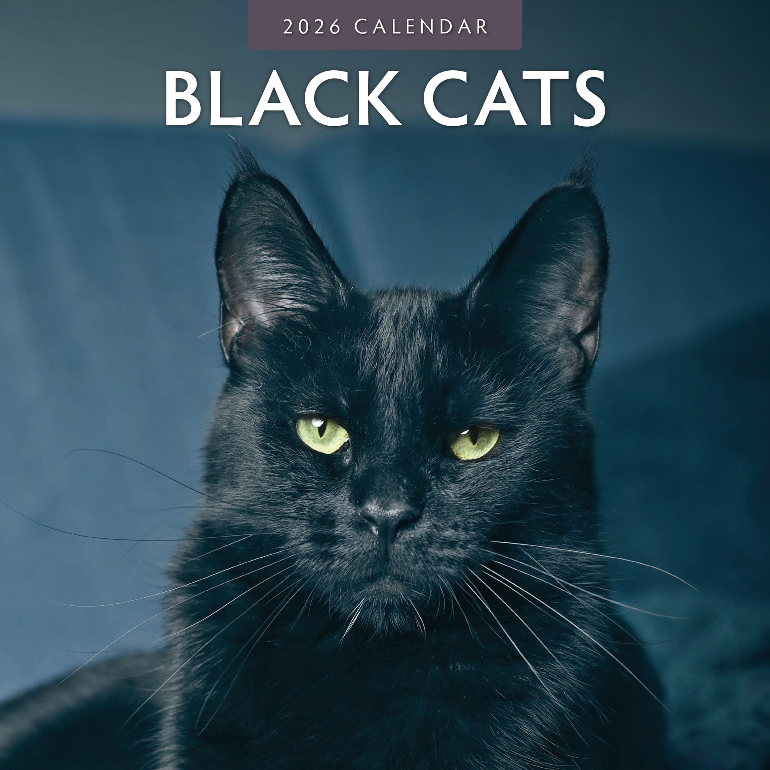 2026 Black Cats - Square Wall Calendar