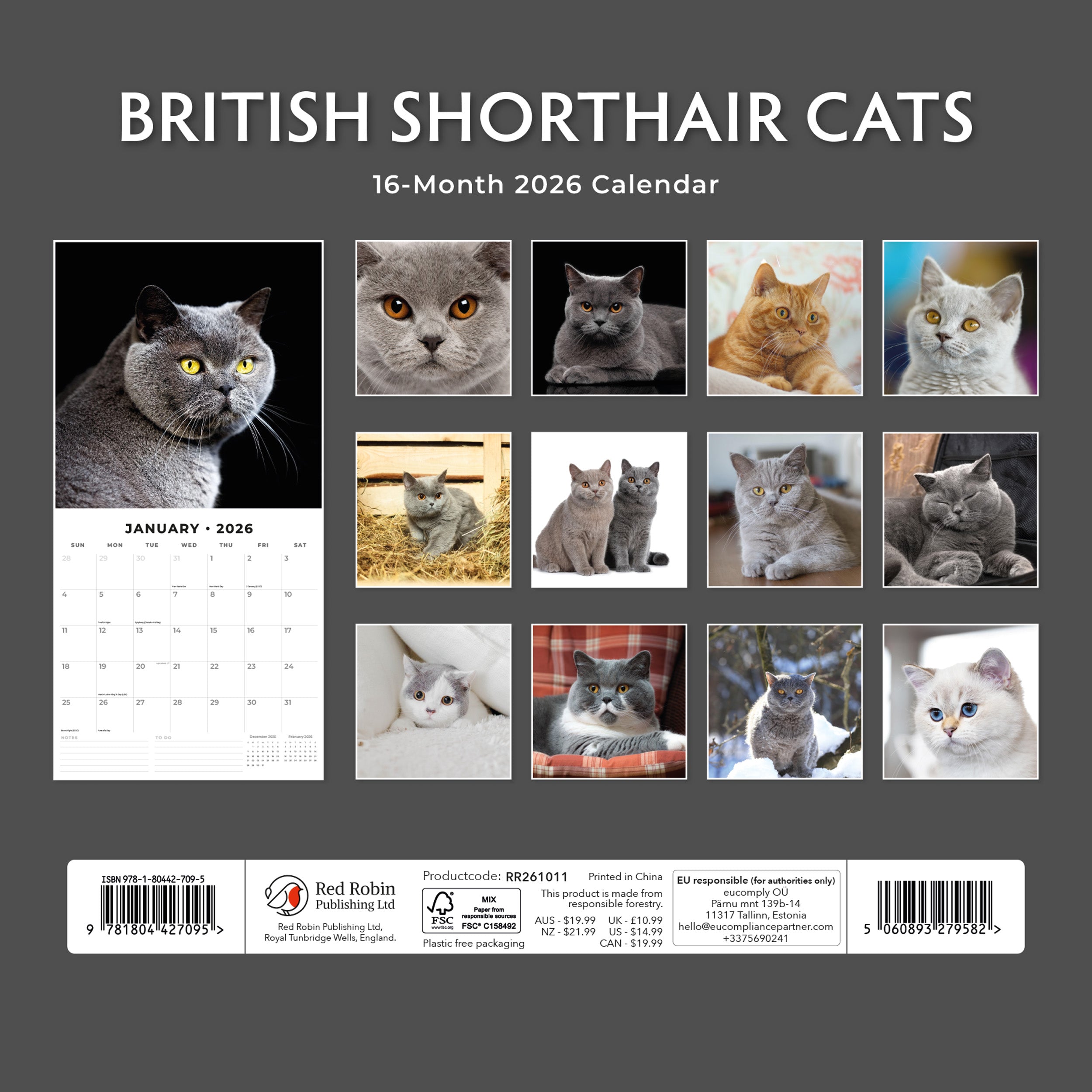 2026 British Shorthair Cats - Square Wall Calendar