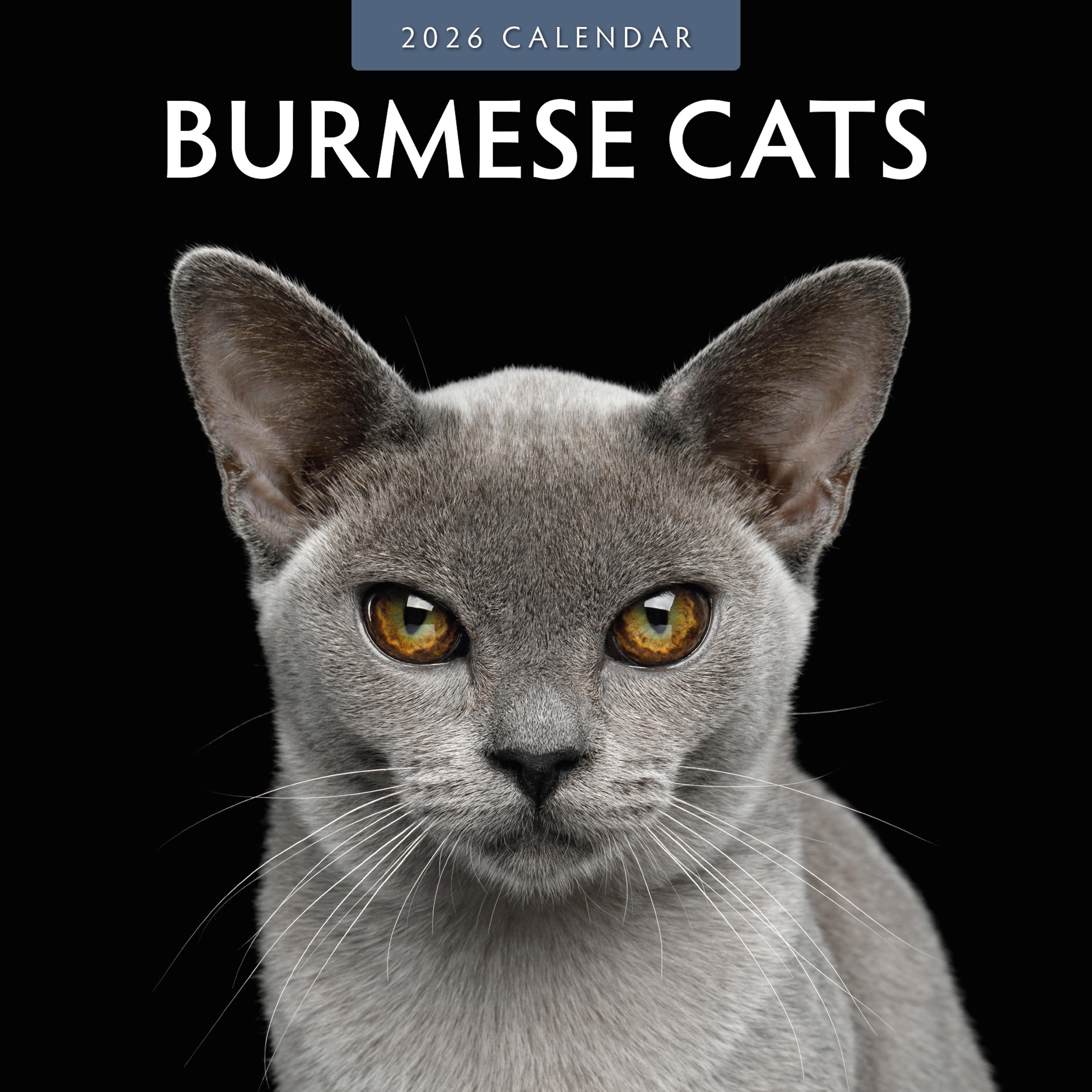 2026 Burmese Cats - Square Wall Calendar