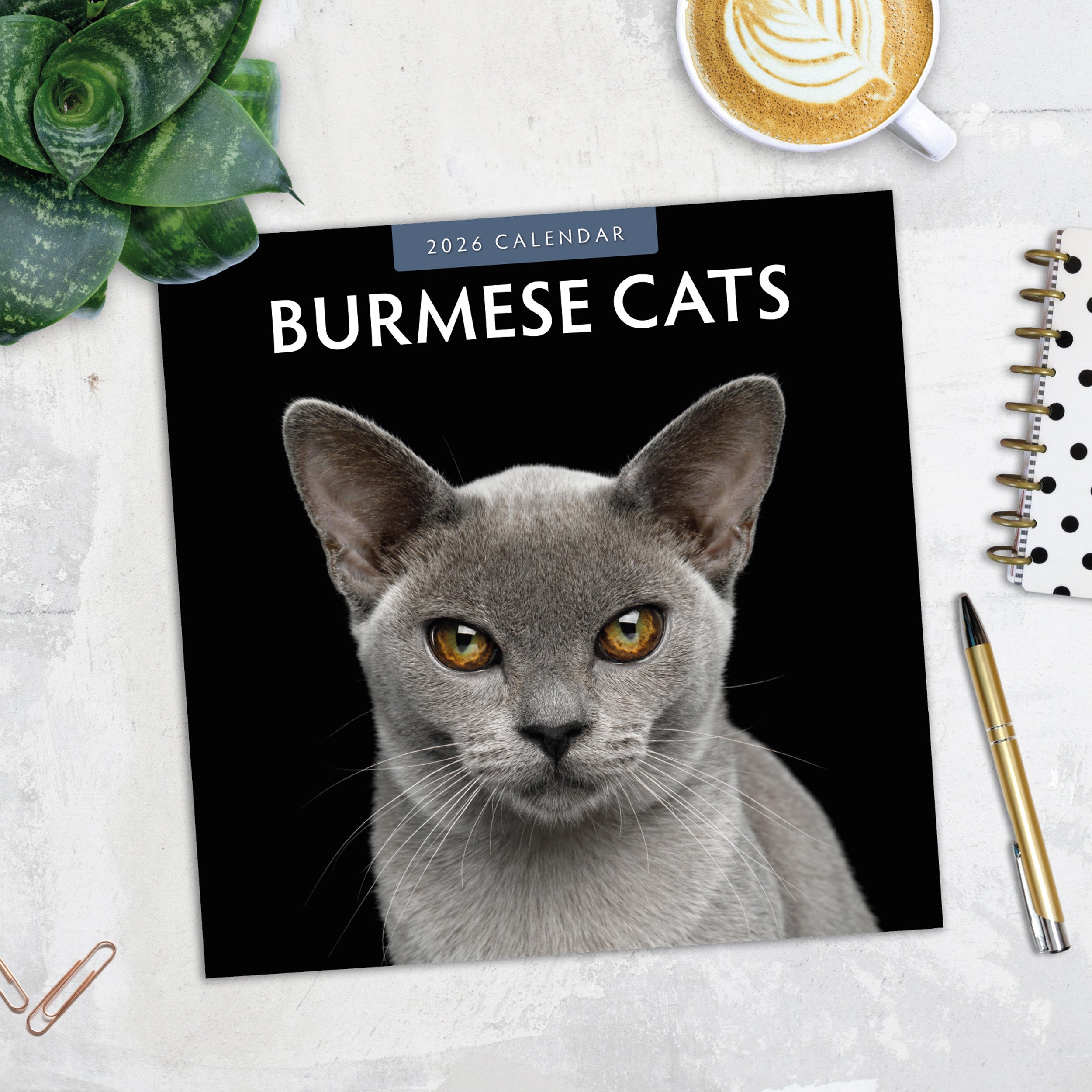 2026 Burmese Cats - Square Wall Calendar