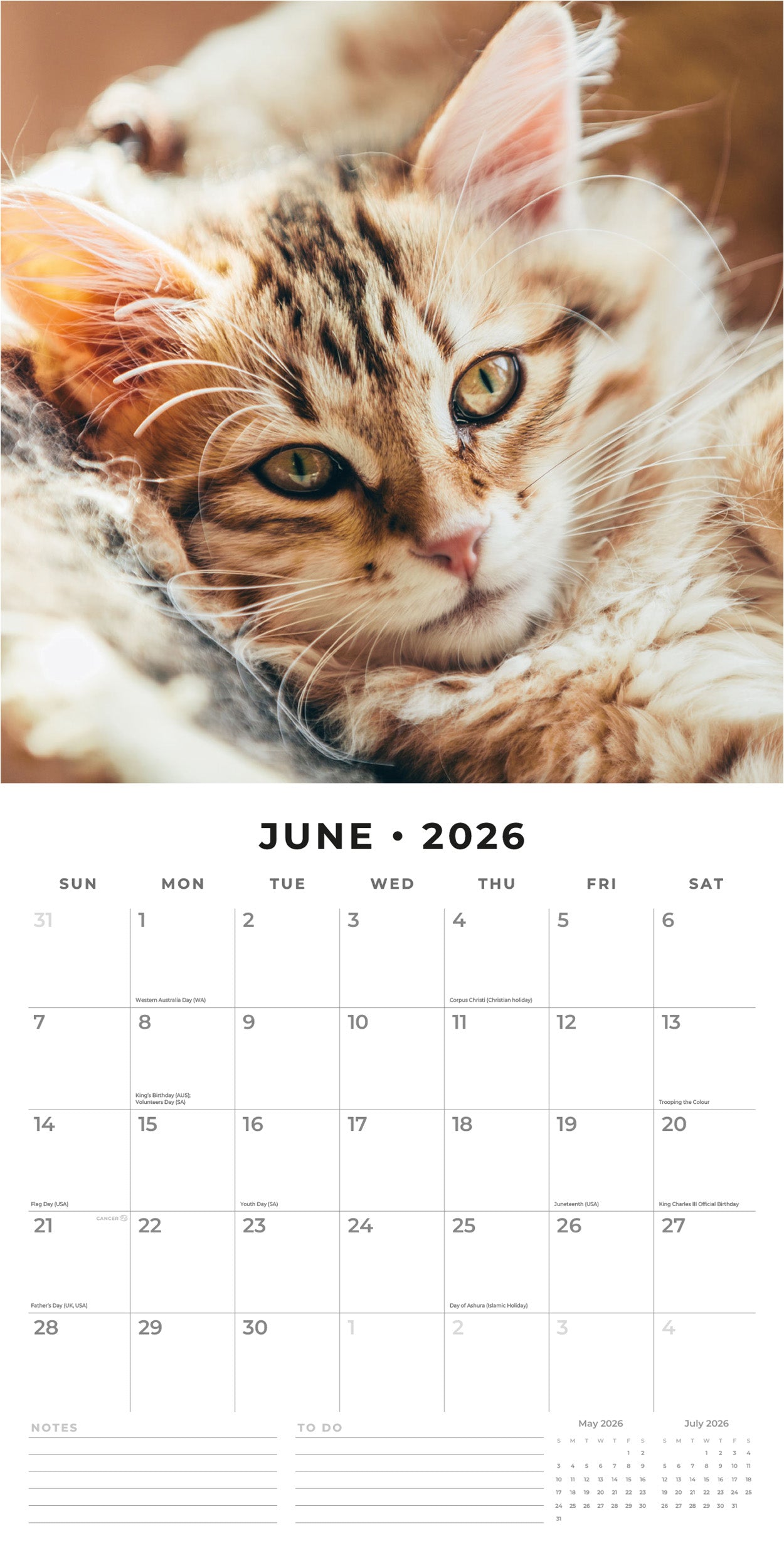 2026 Cats & Kittens - Square Wall Calendar