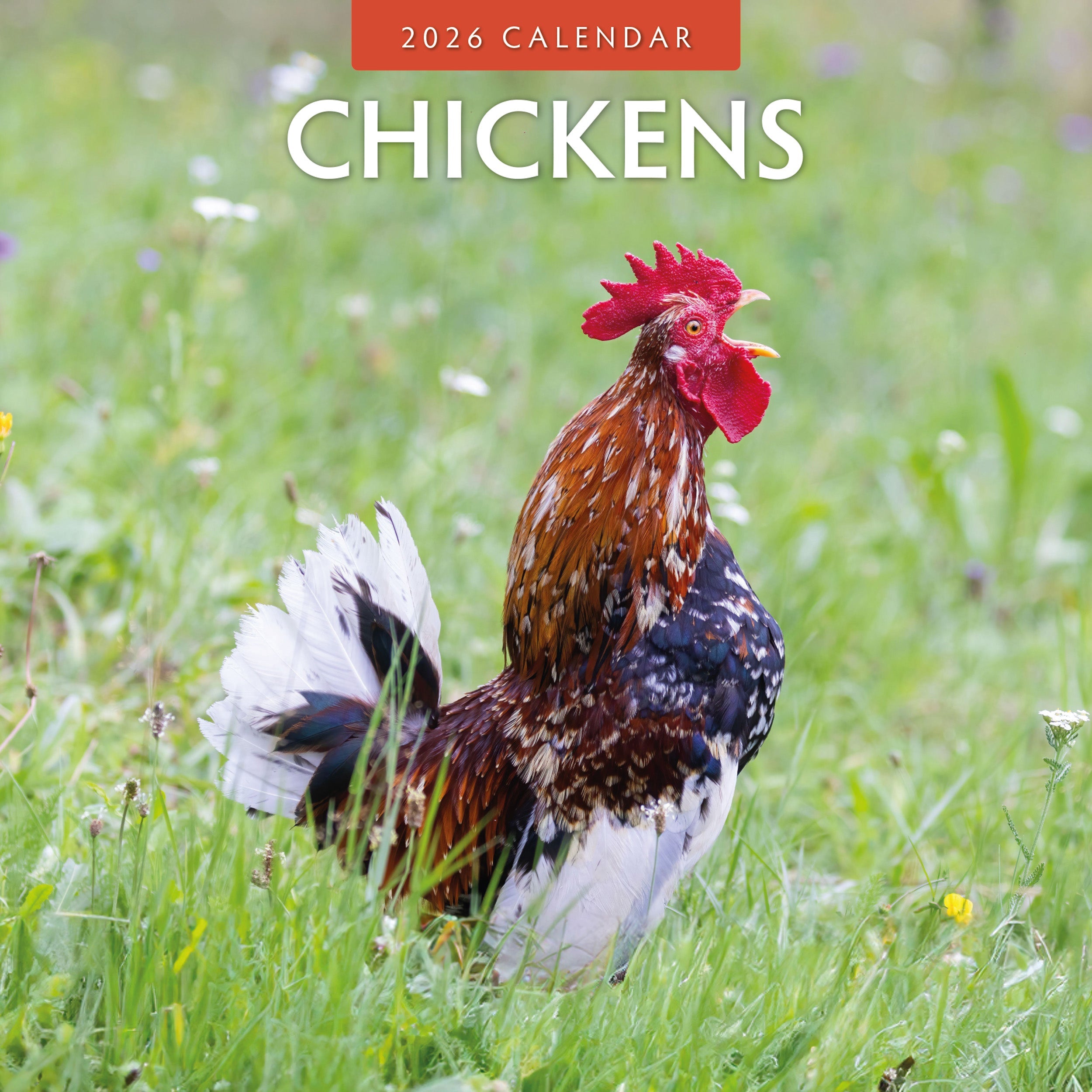 2026 Chickens - Square Wall Calendar