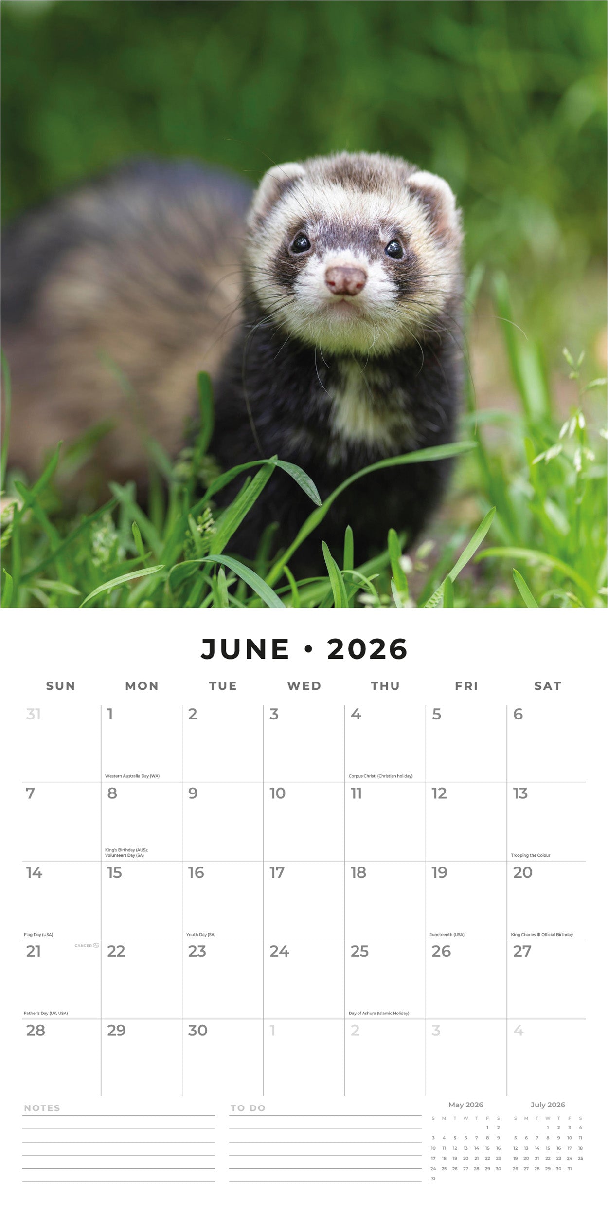 2026 Ferrets - Square Wall Calendar