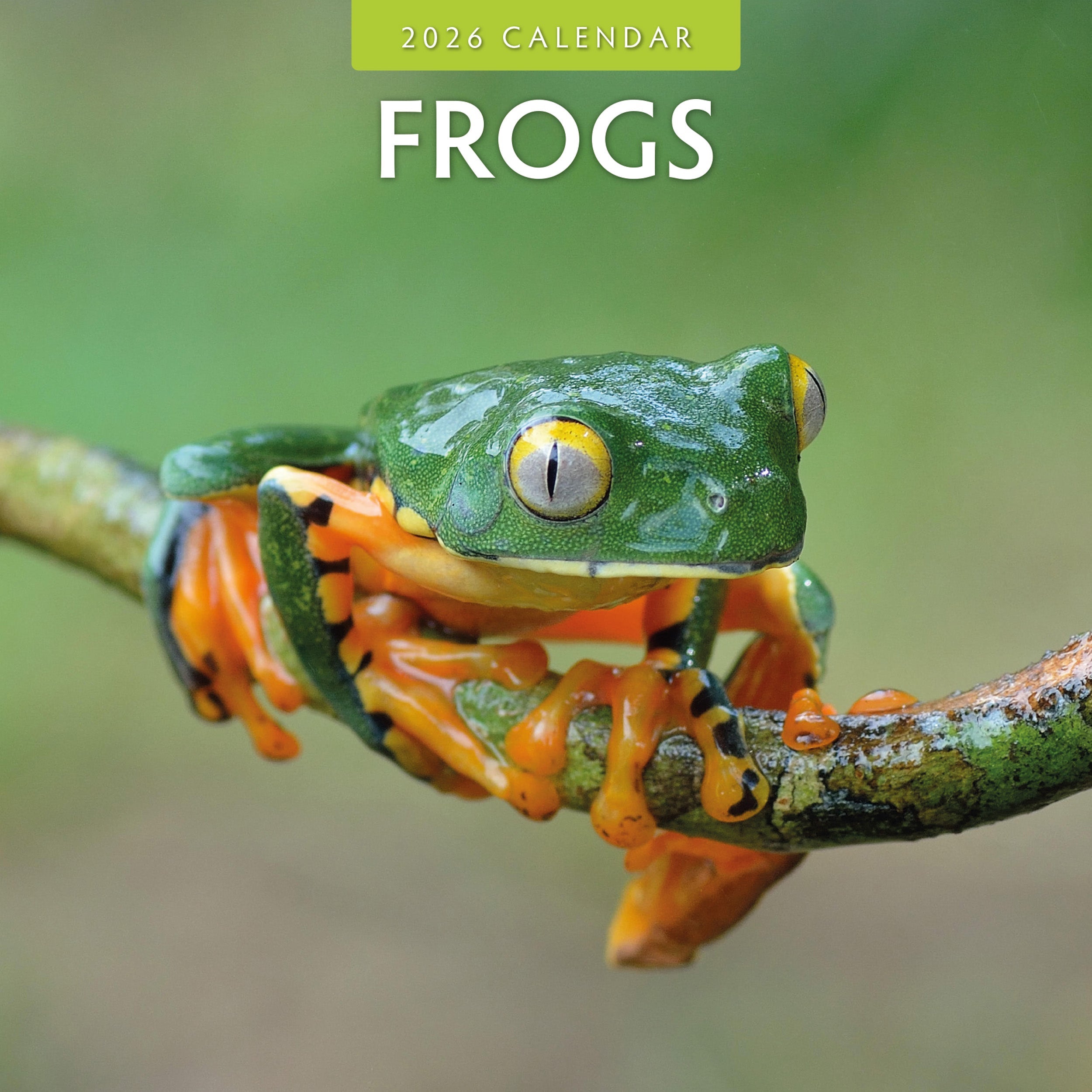 2026 Frogs - Square Wall Calendar