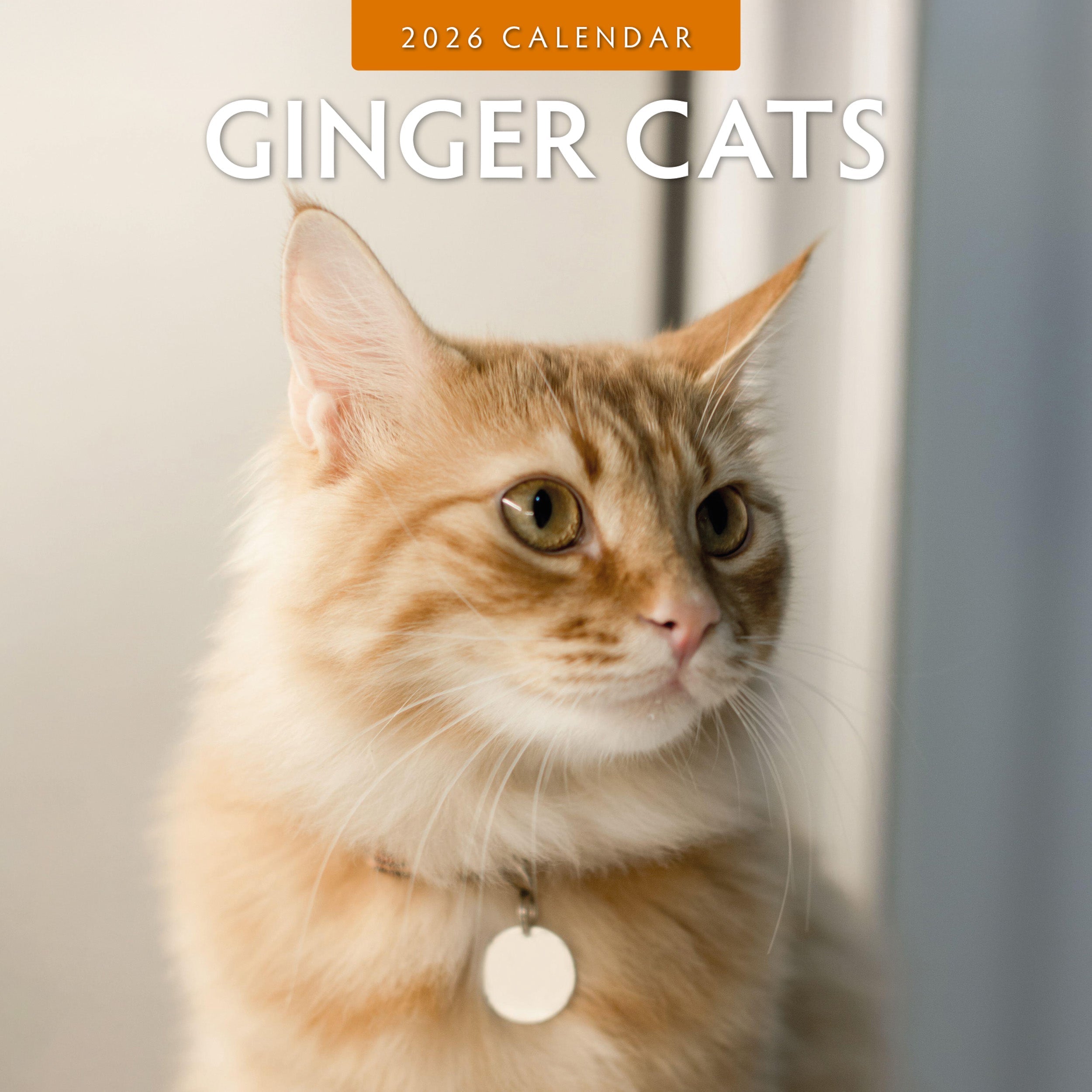 2026 Ginger Cats - Square Wall Calendar