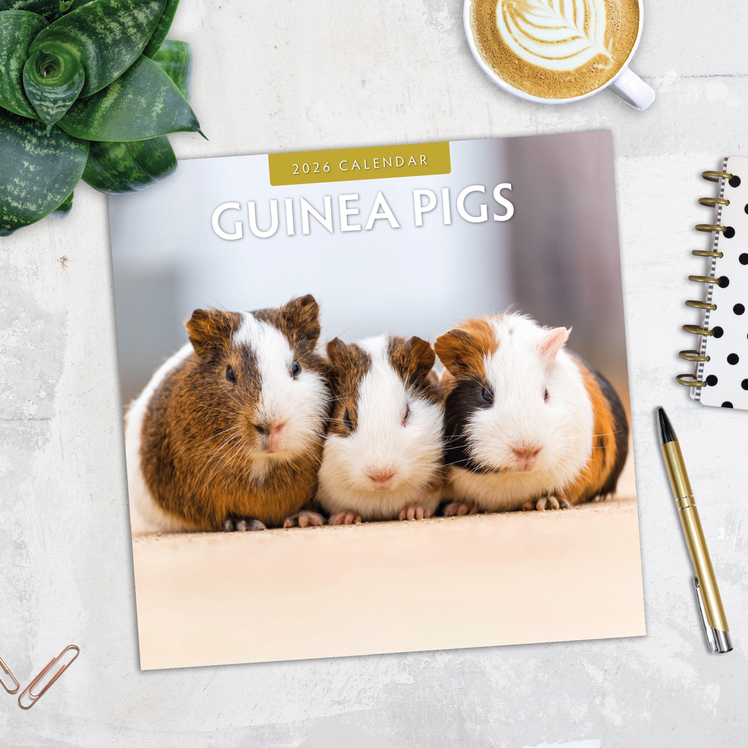 2026 Guinea Pigs - Square Wall Calendar