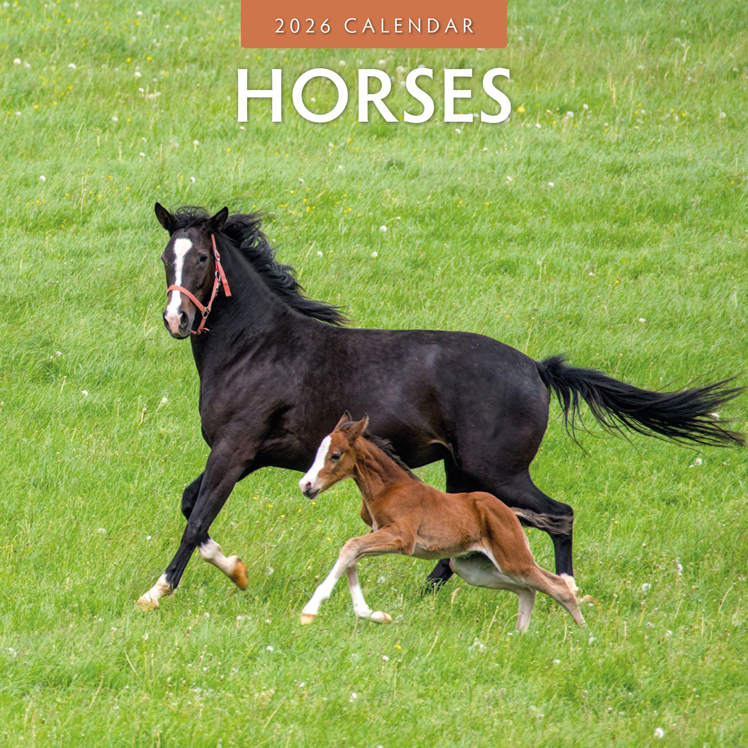 2026 Horses - Square Wall Calendar