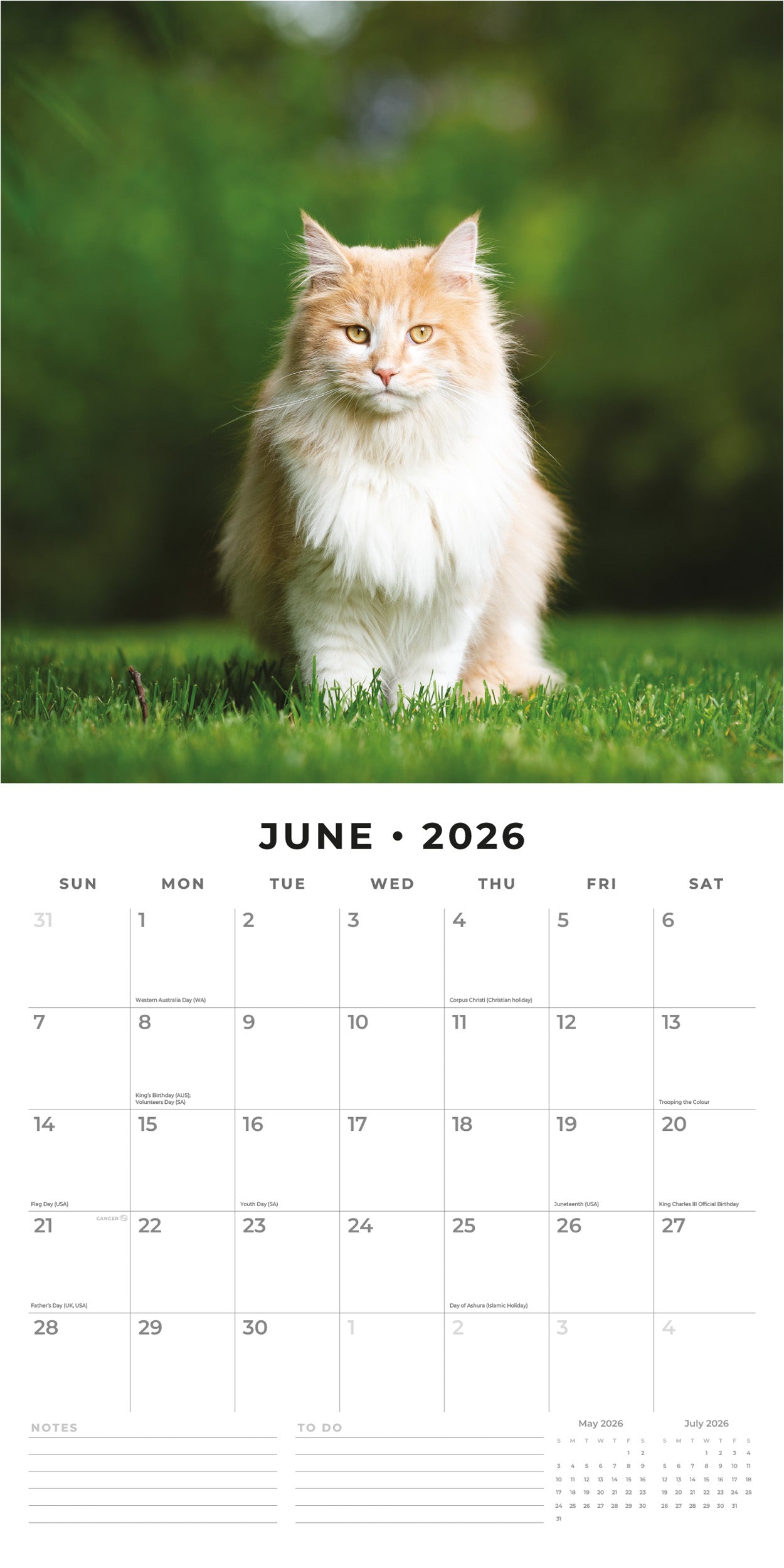 2026 Maine Coon Cats - Square Wall Calendar