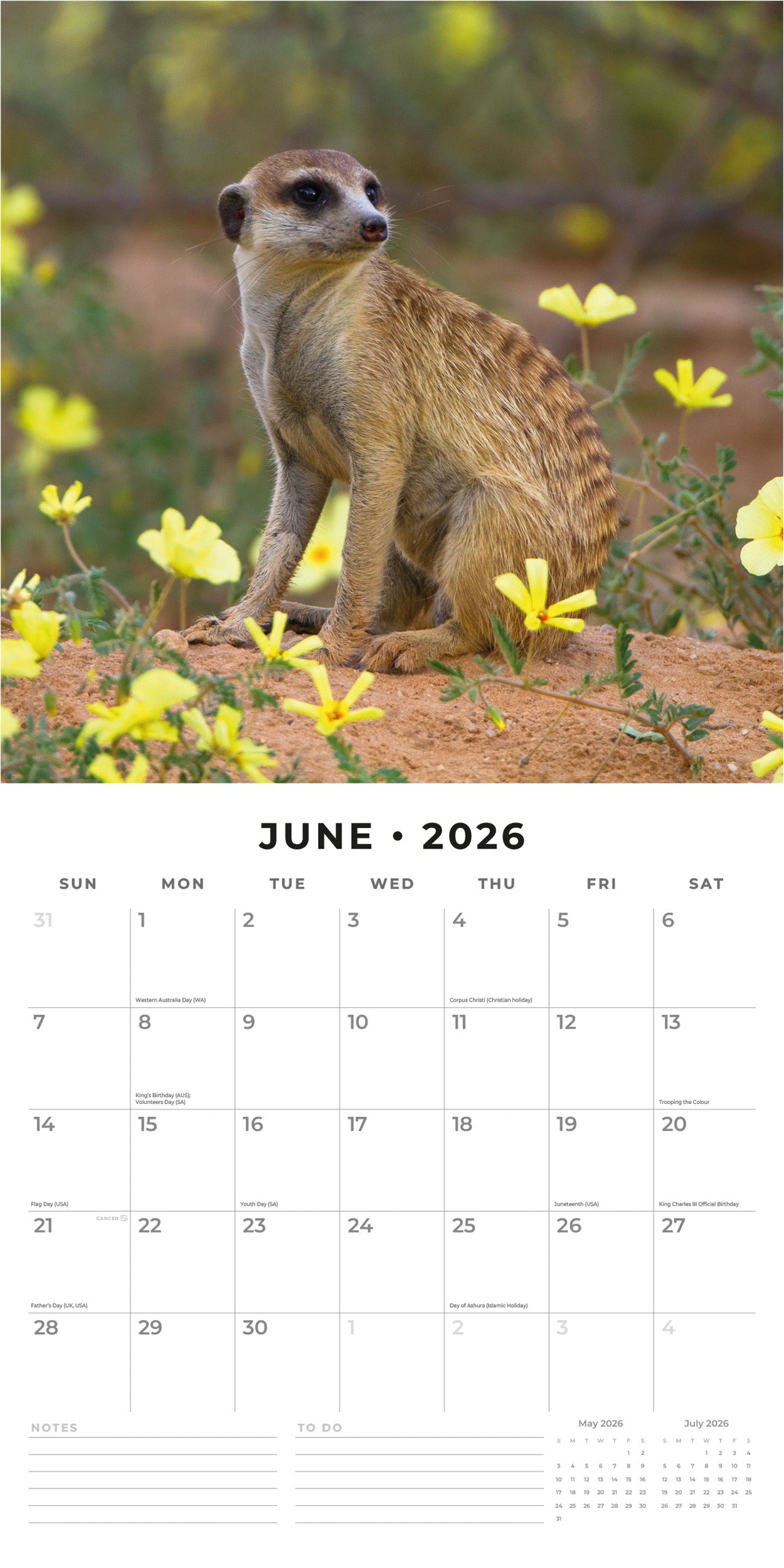 2026 Meerkats - Square Wall Calendar