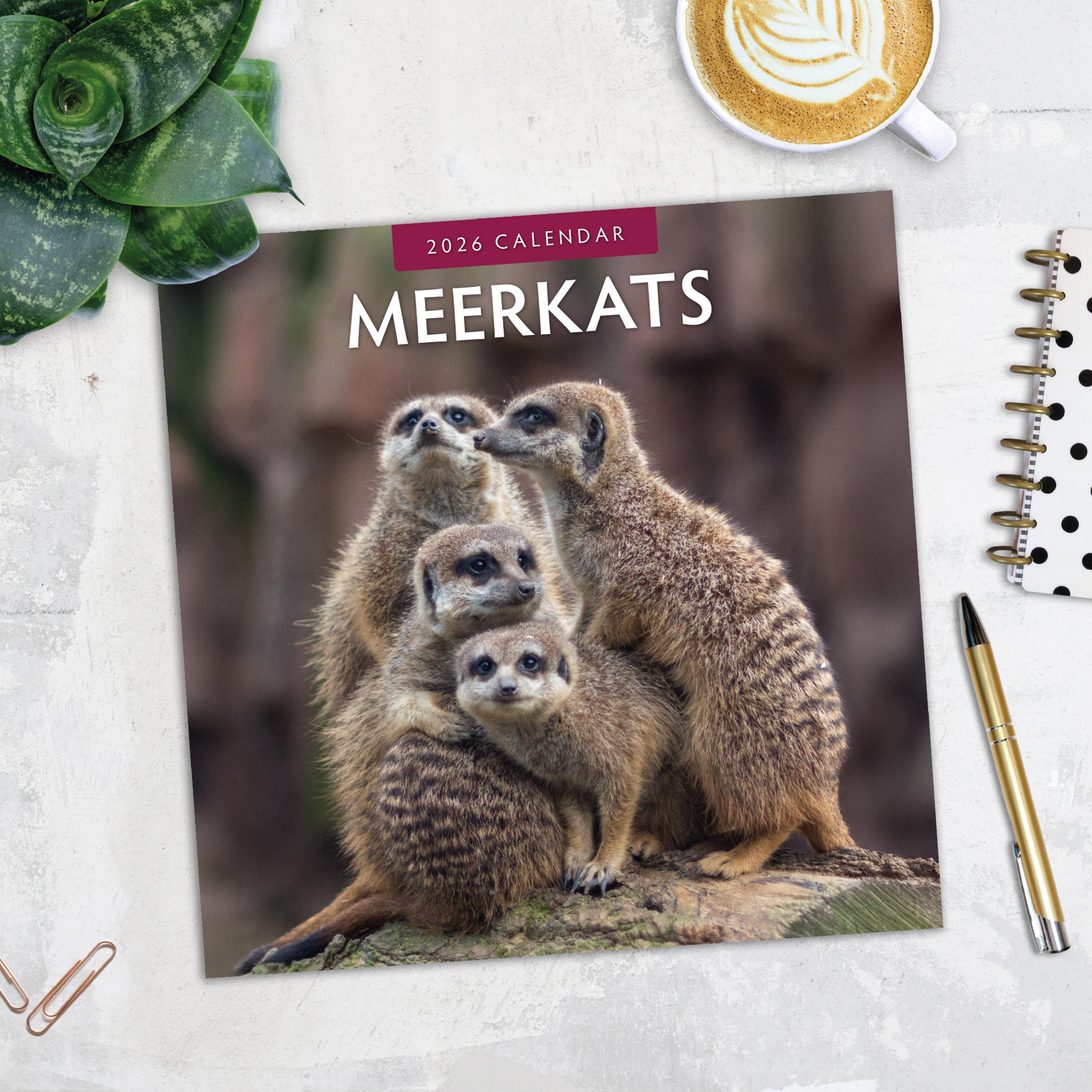 2026 Meerkats - Square Wall Calendar
