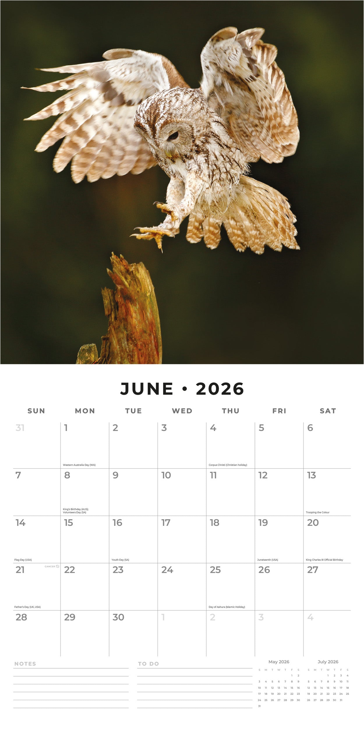 2026 Owls - Square Wall Calendar