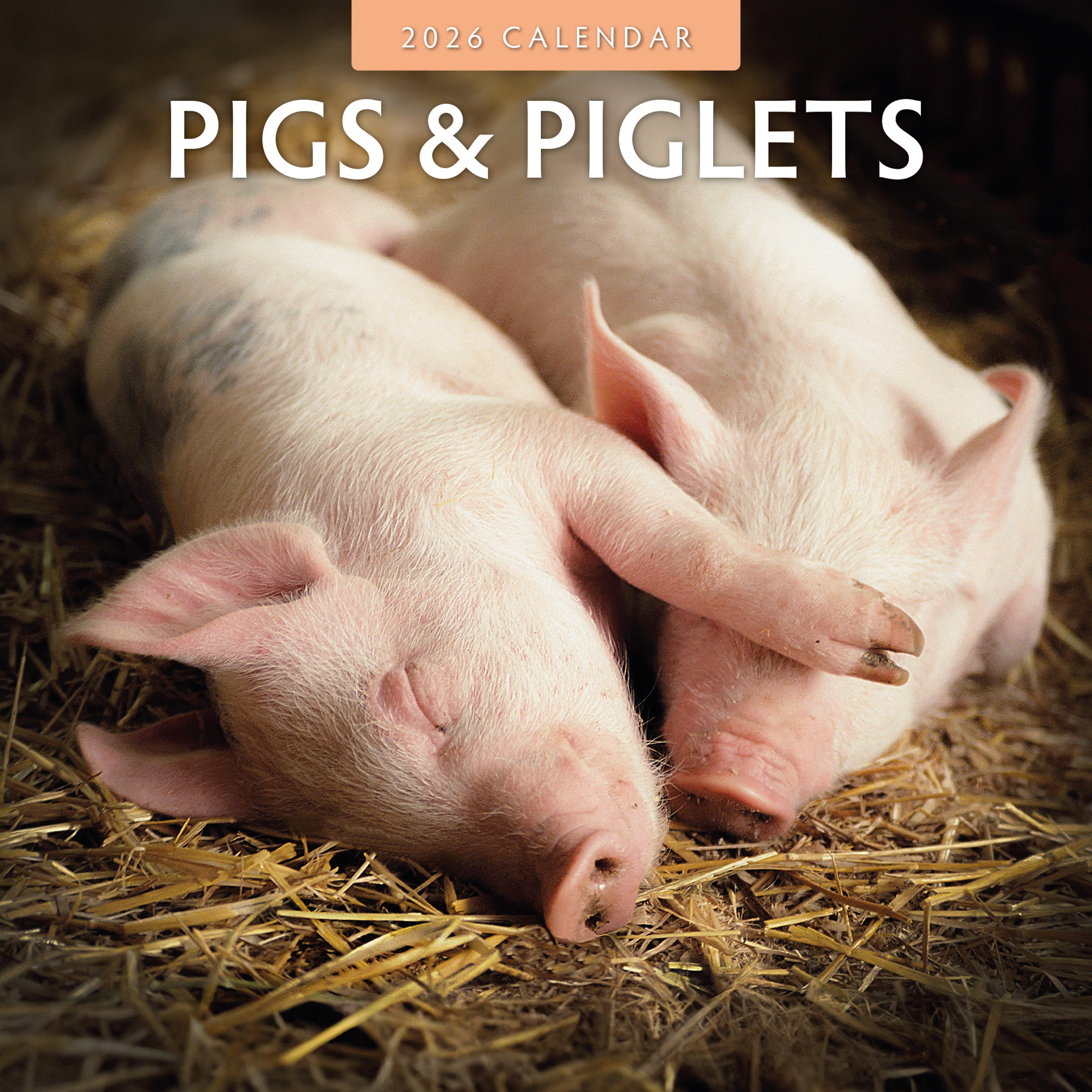 2026 Pigs & Piglets - Square Wall Calendar