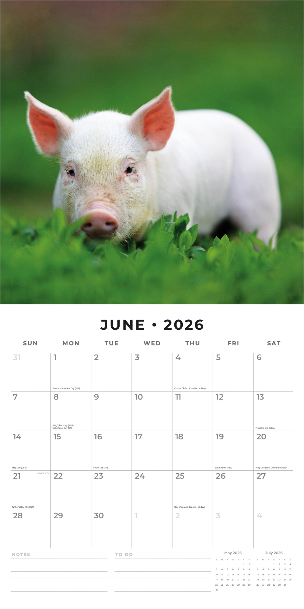 2026 Pigs & Piglets - Square Wall Calendar