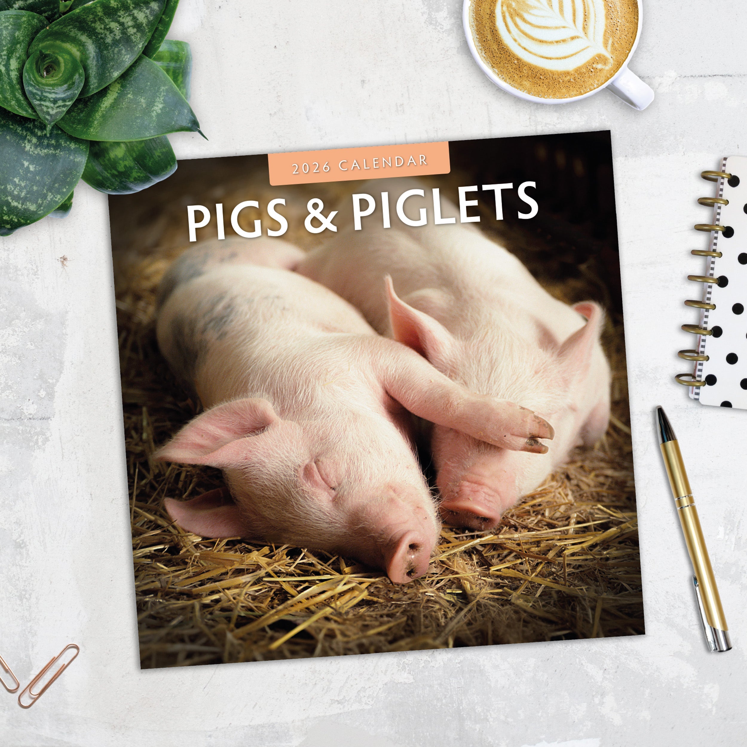 2026 Pigs & Piglets - Square Wall Calendar