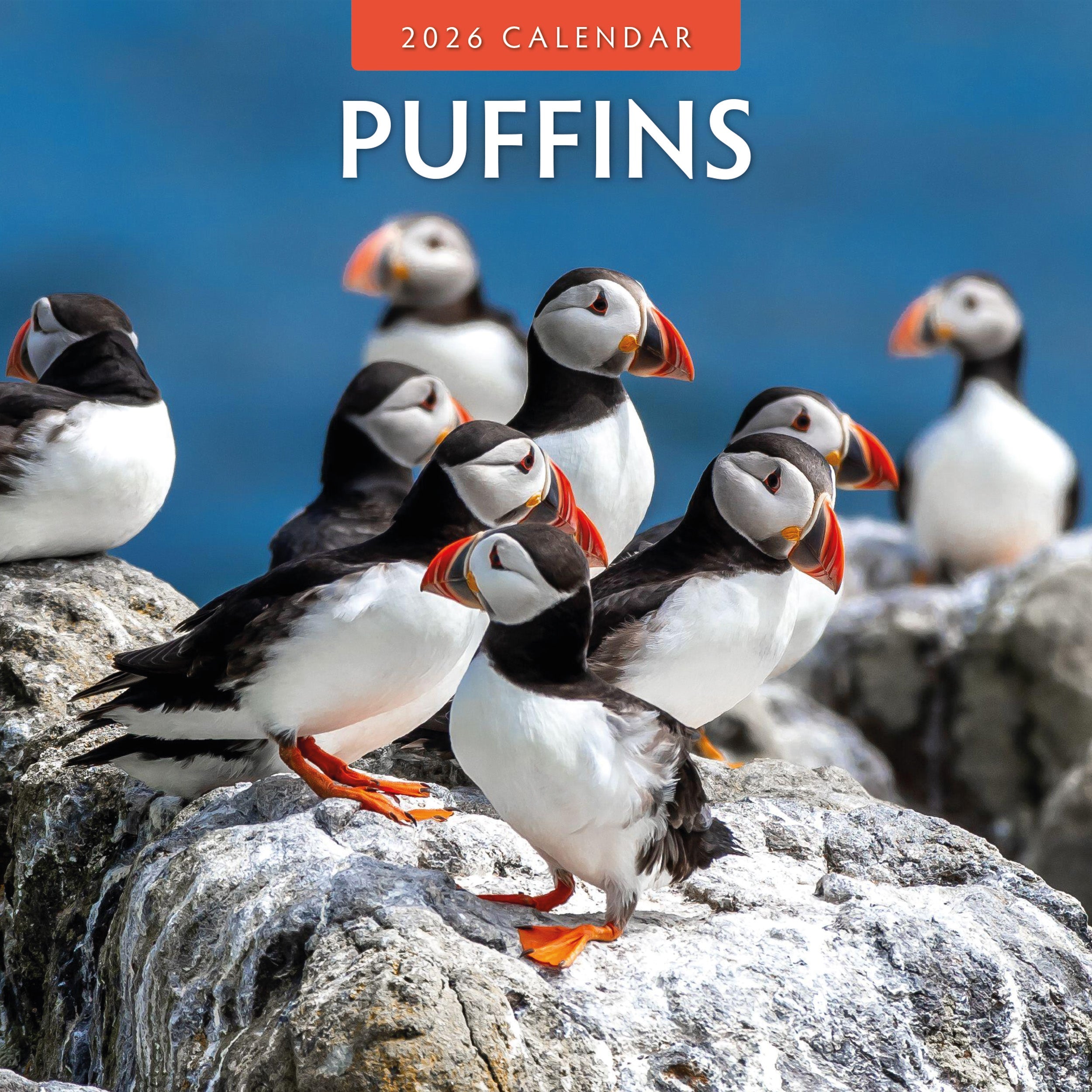 2026 Puffins - Square Wall Calendar