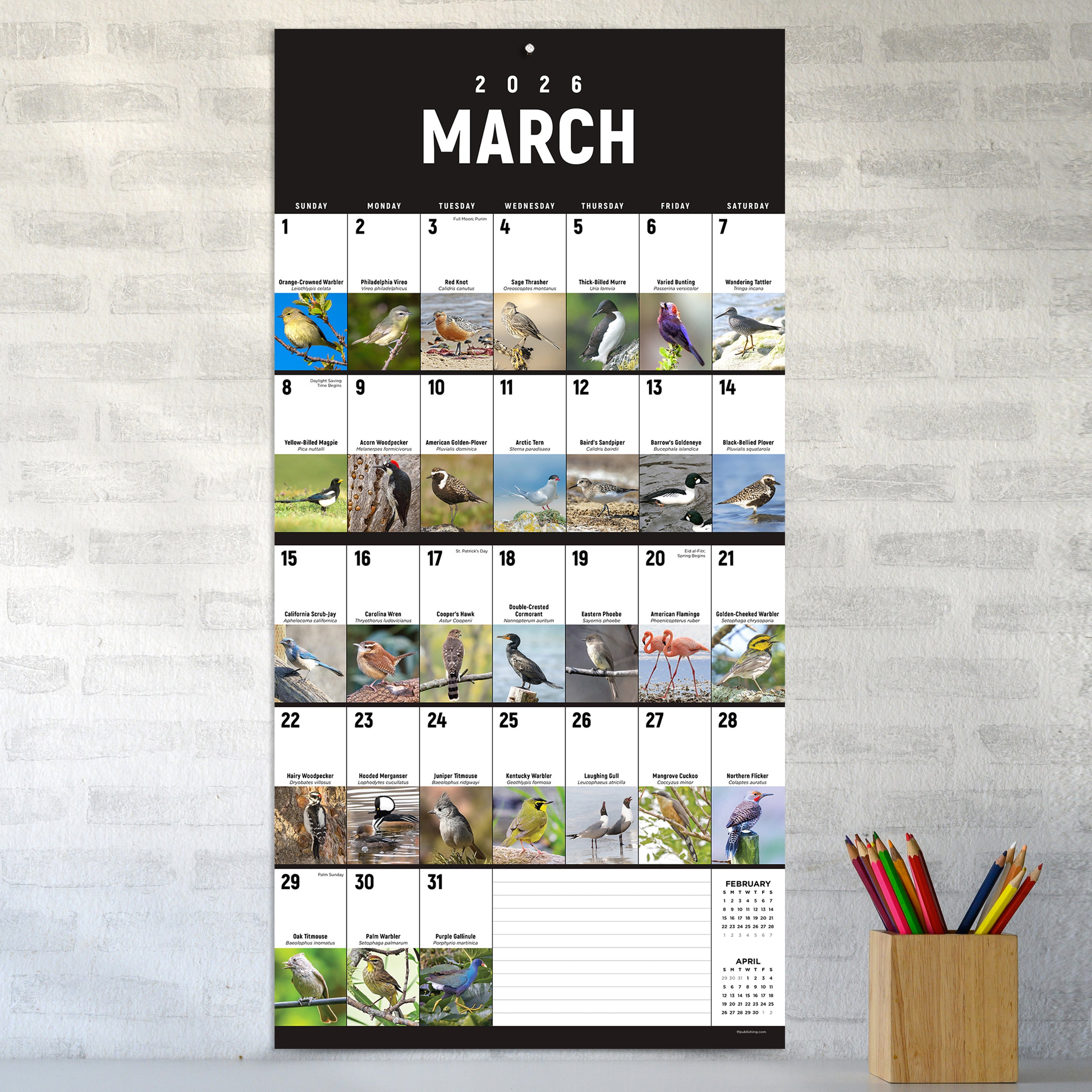 2026 Birds: Backyard and Beyond - Square Wall Calendar