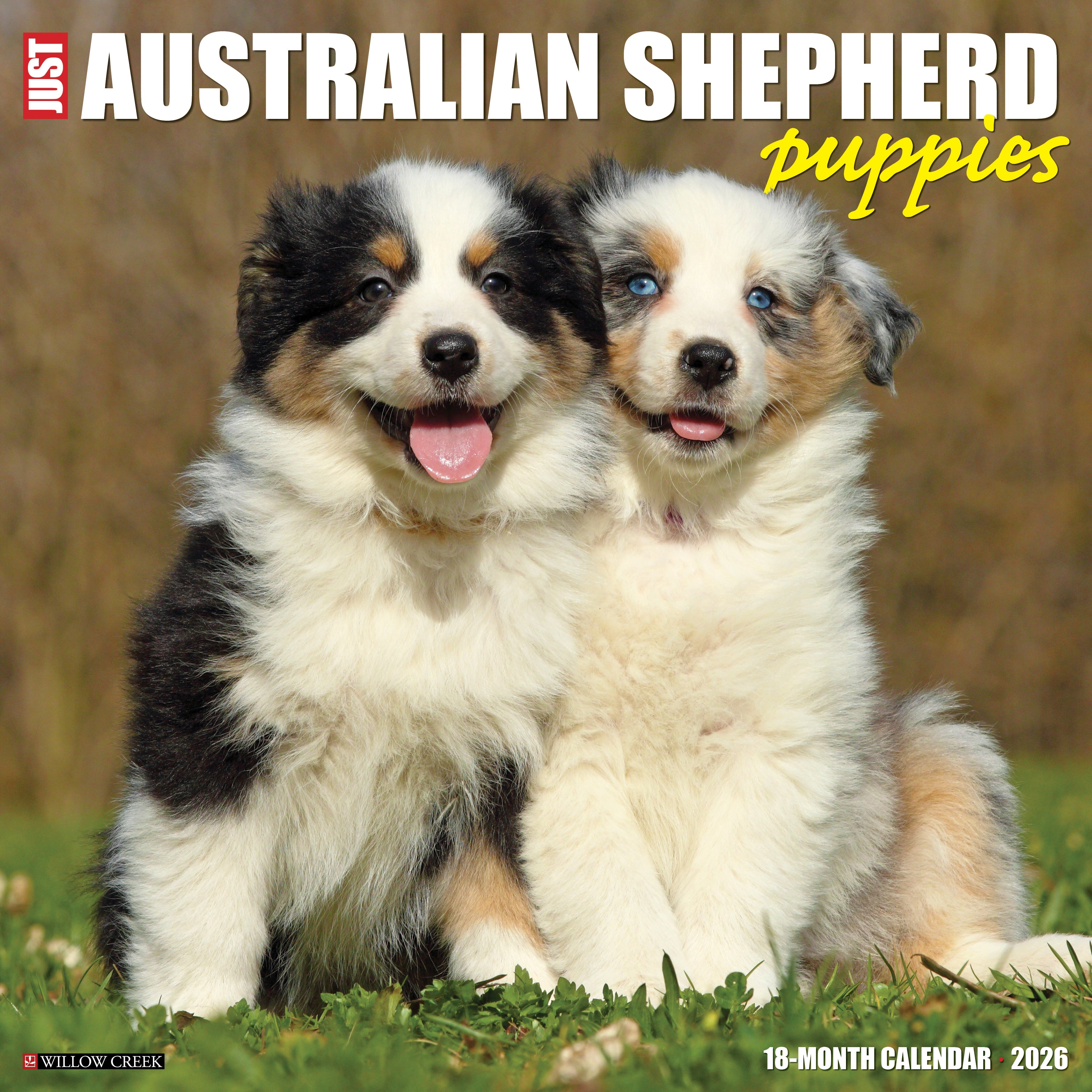 2026 Australian Shepherd Puppies - Square Wall