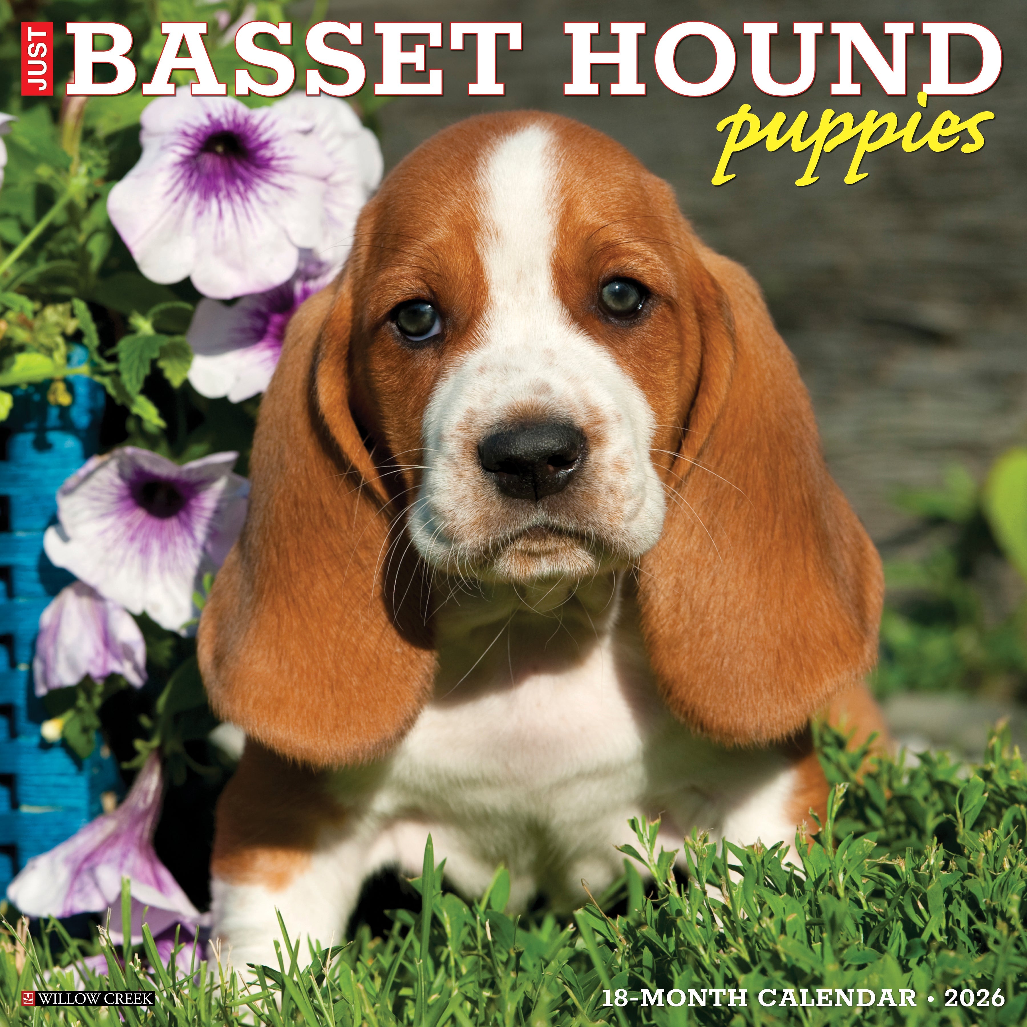 2026 Basset Hound Puppies - Square Wall