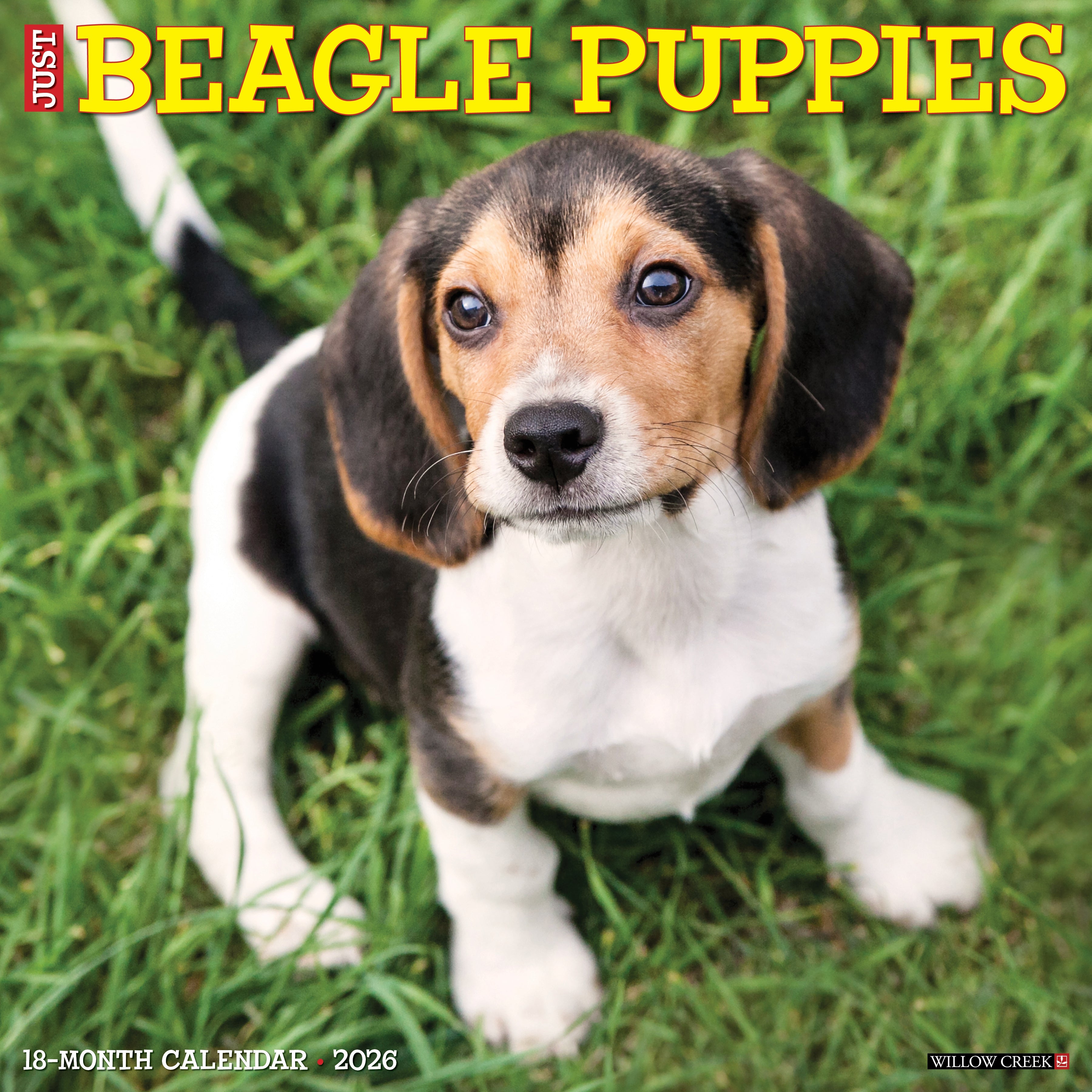 2026 Beagle Puppies - Square Wall