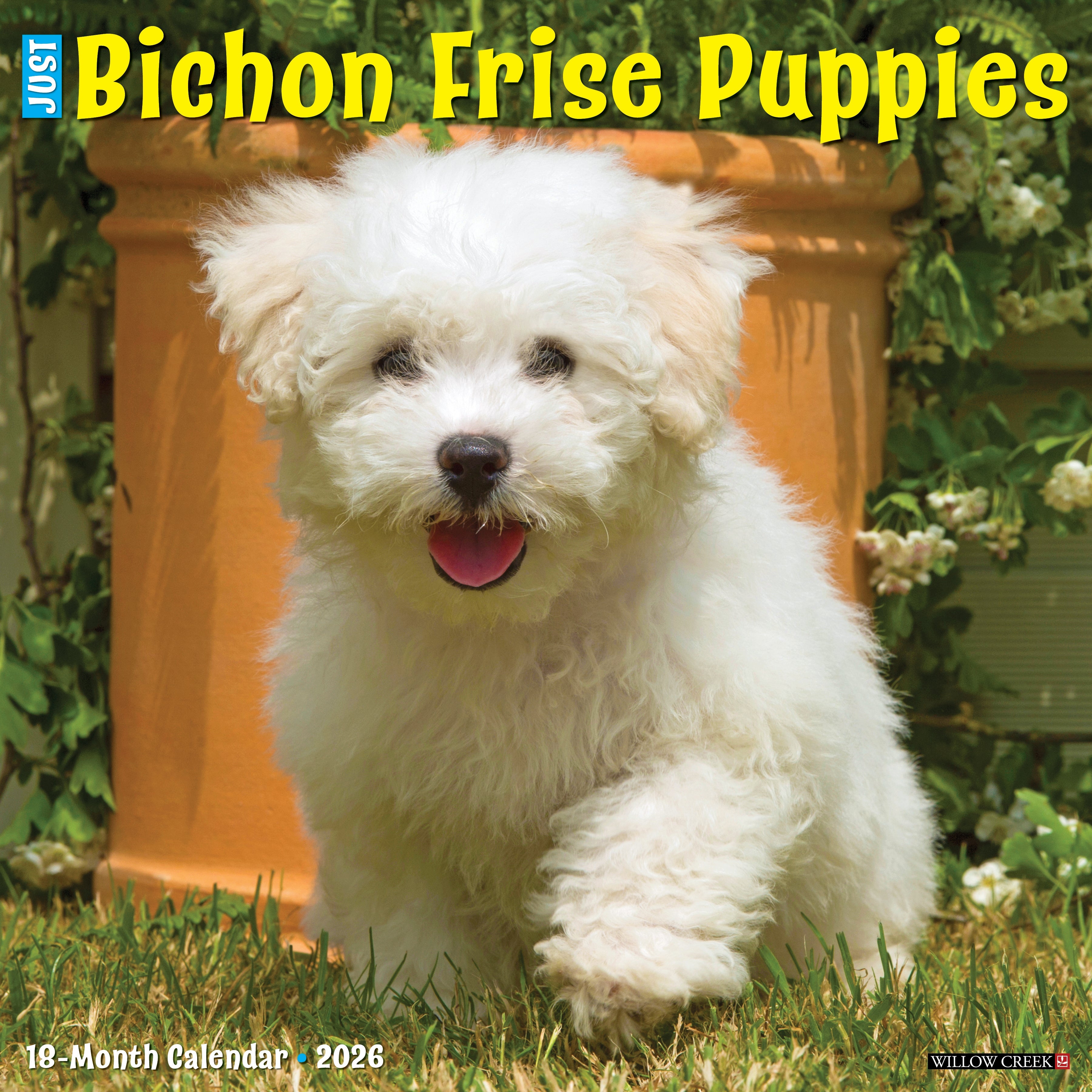 2026 Bichon Frise Puppies - Square Wall