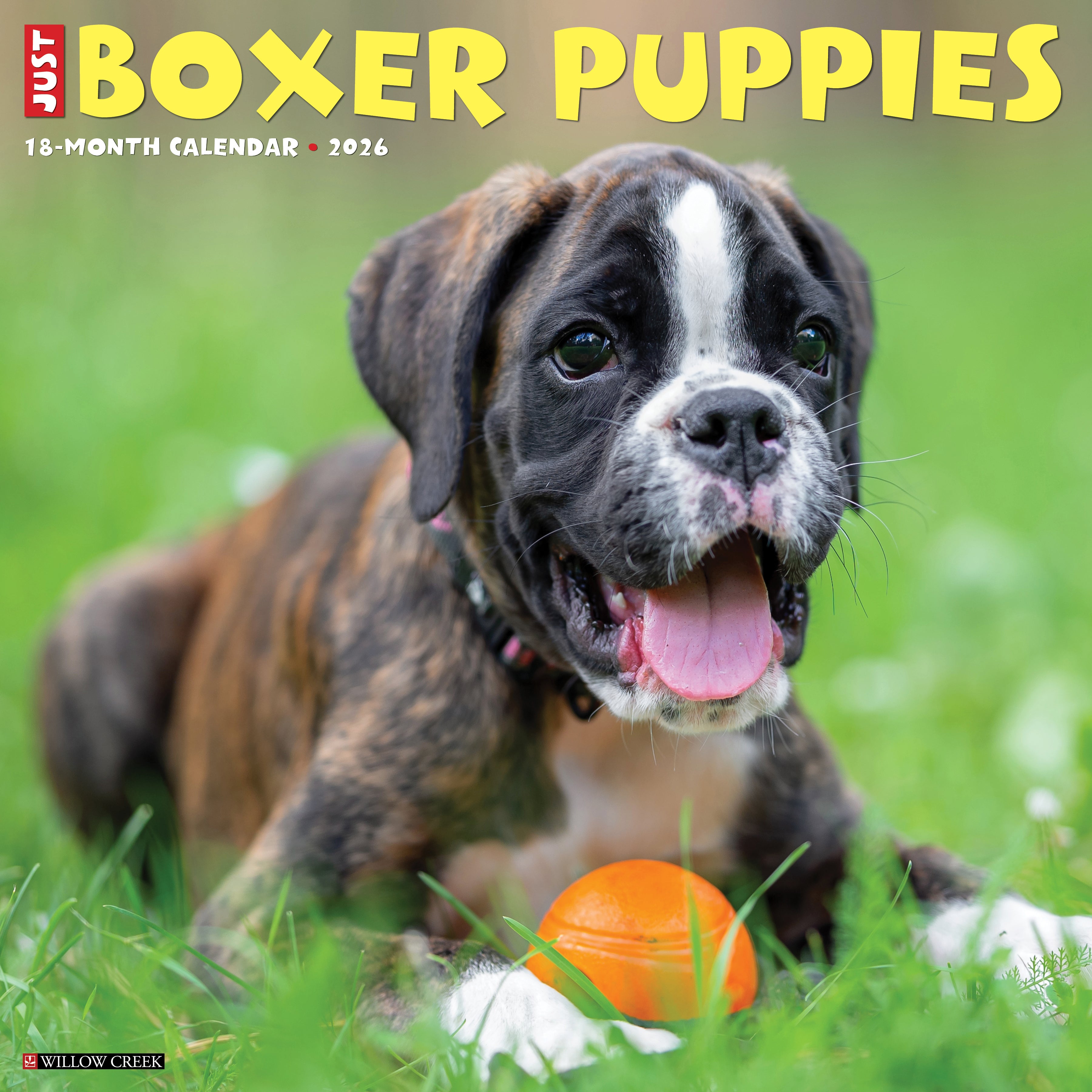 2026 Boxer Puppies - Square Wall